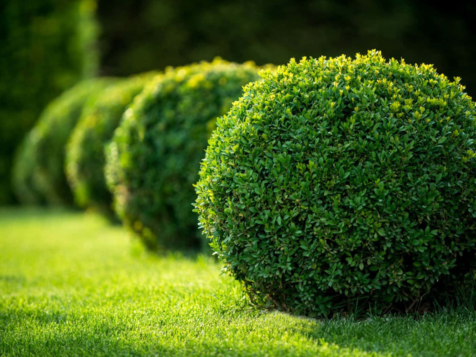 Garden Design, spherical green topiary bushes, sunlit lawn, HD Desktop Wallpaper