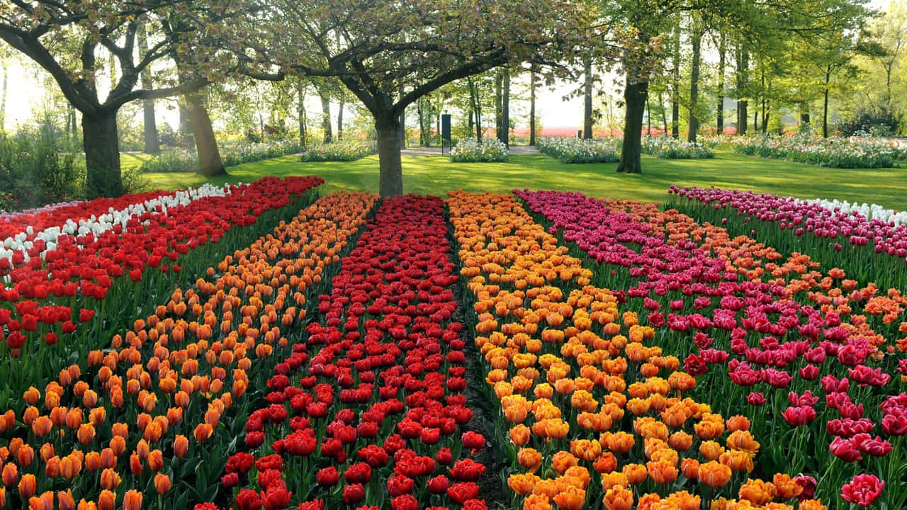 Garden Design, red orange, pink tulips, HD Desktop Wallpaper