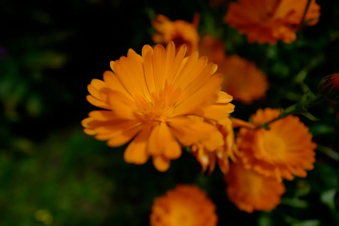 Garden Photography