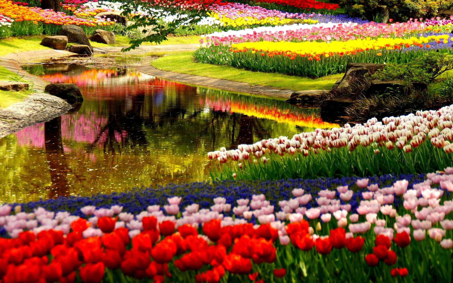 garden photography, tulip fields, rainbow hues, Full HD Desktop Wallpaper