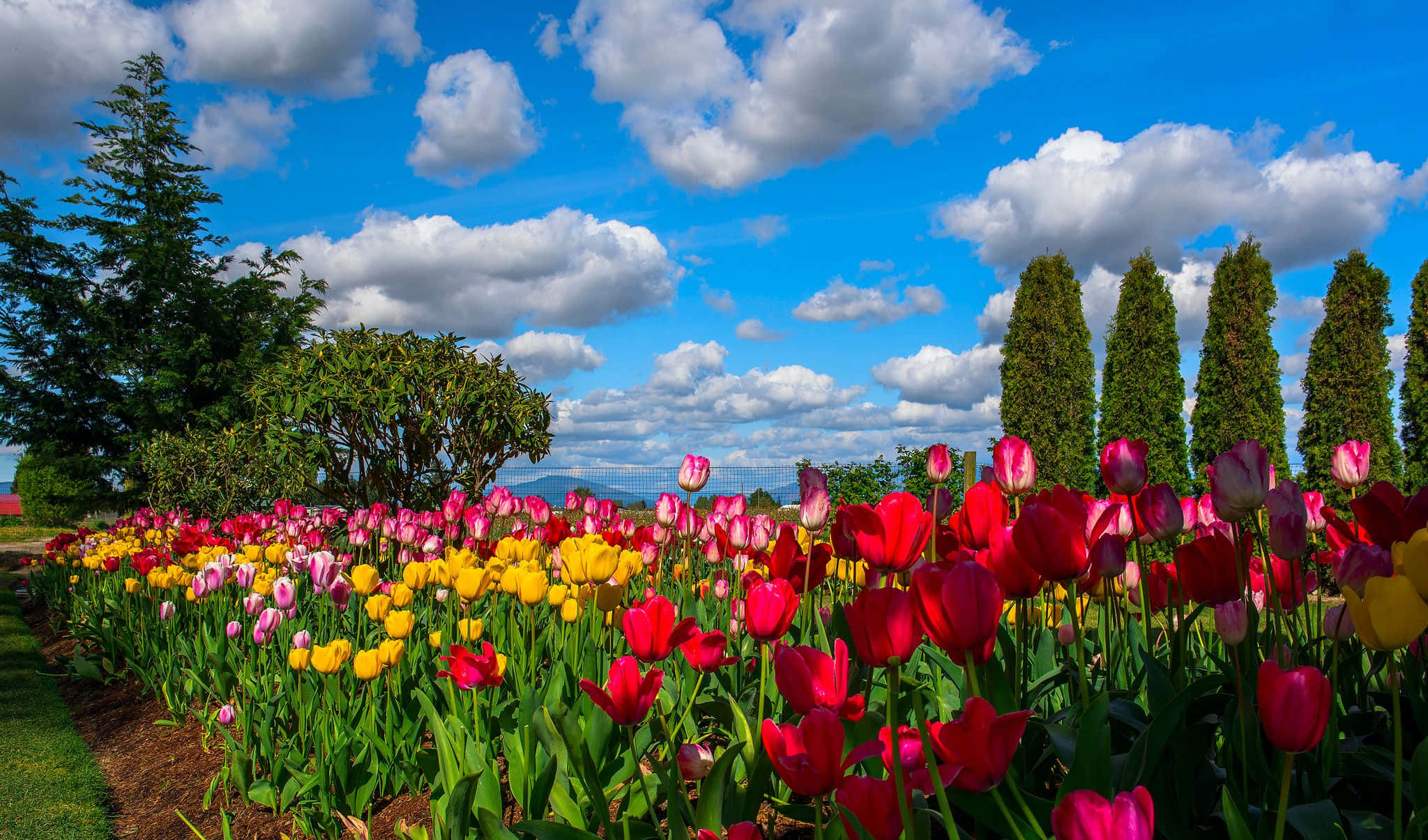 garden photography, red pink and yellow tulips, bright blue sky, Full HD Desktop Wallpaper