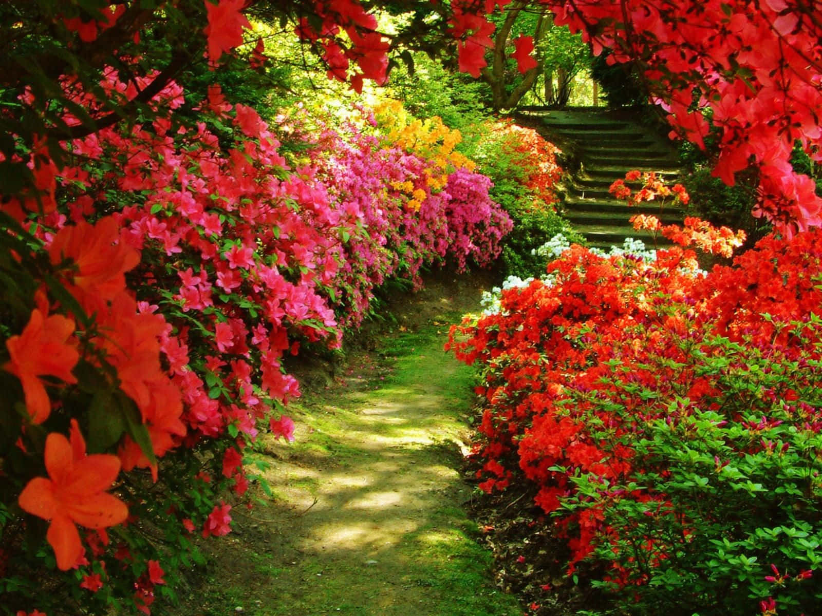 garden path, vibrant red pink and yellow azaleas, stone steps, HD Desktop Wallpaper