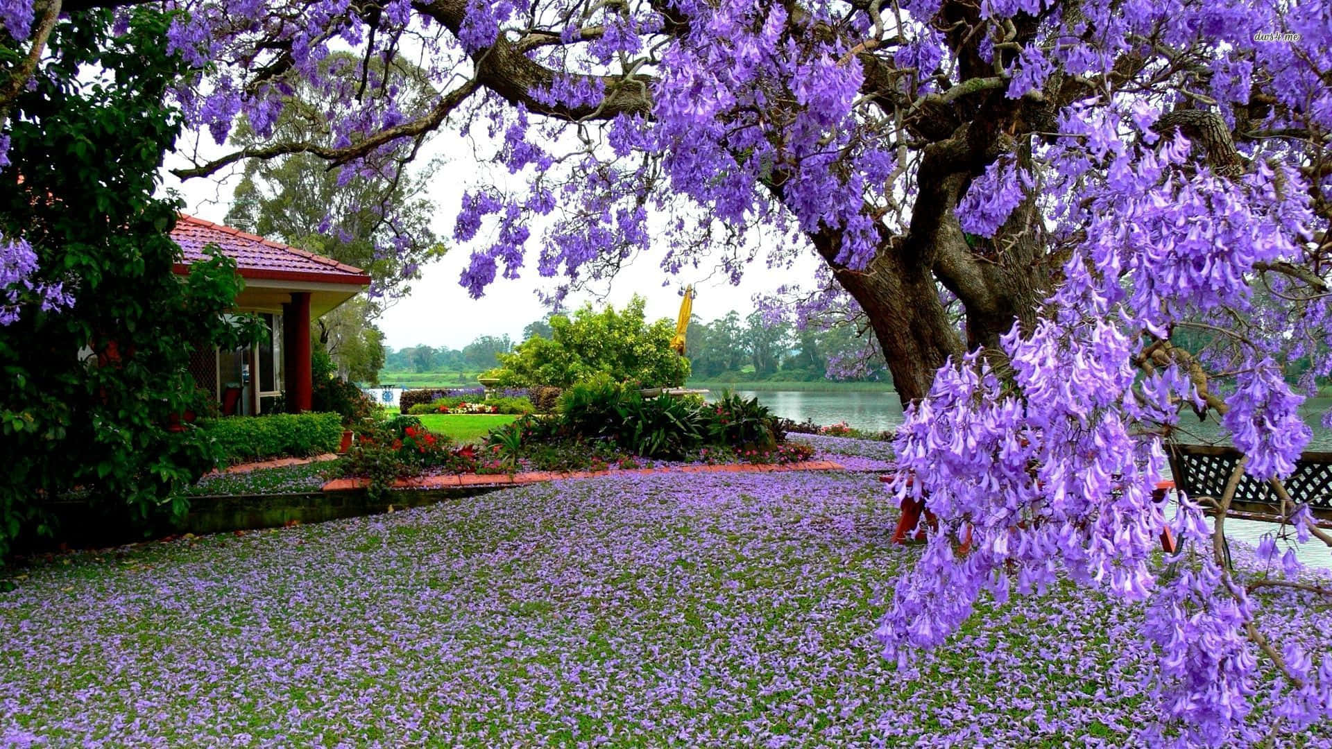 wisteria tree, cascading purple blooms, lakeside house, Full HD Desktop Wallpaper
