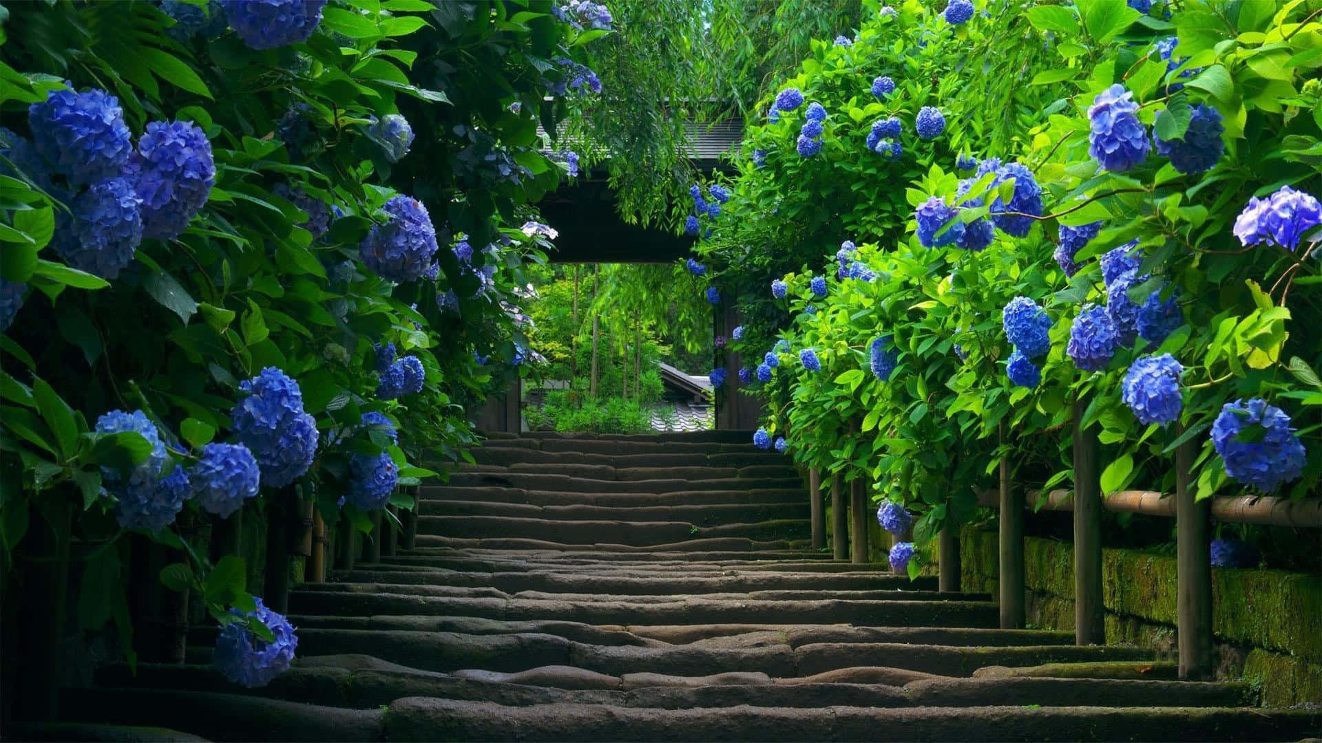 stone staircase, lush green tunnel, vibrant blue hydrangeas, Full HD Desktop Wallpaper