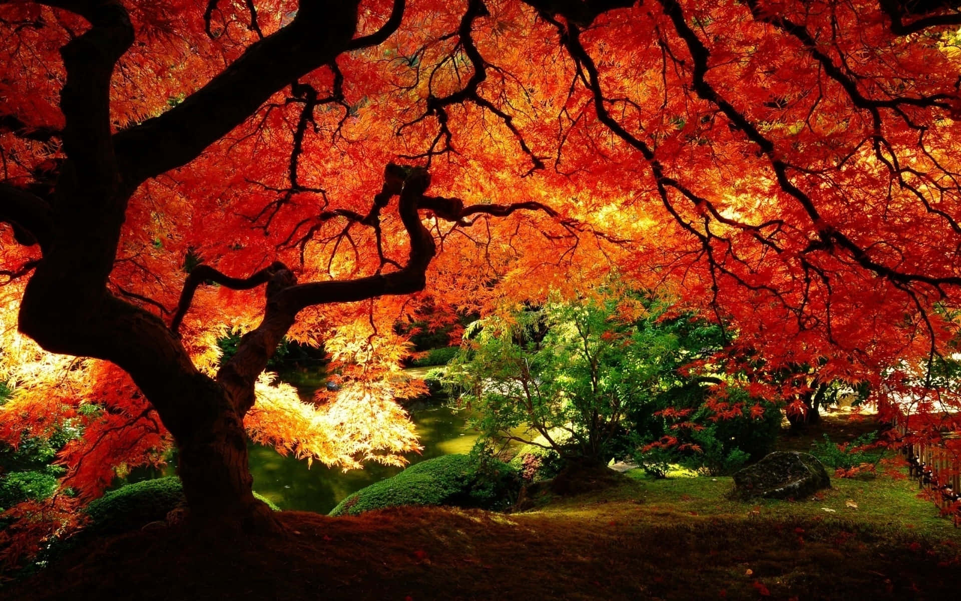 garden pathway, majestic maple tree, fiery red leaves, Full HD Desktop Wallpaper