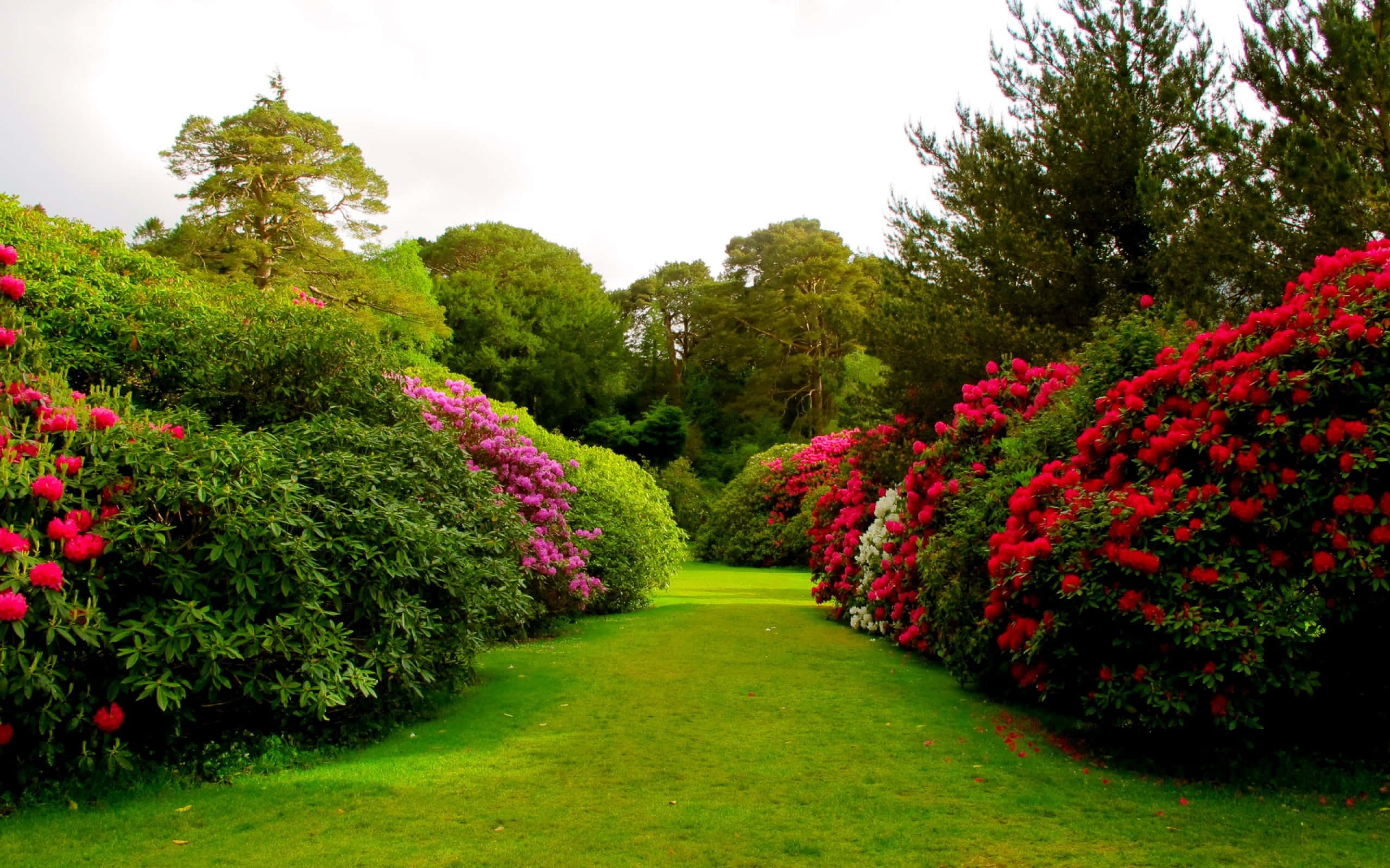 garden path, lush green hedges, red pink and white flowering bushes, 2K Desktop Wallpaper
