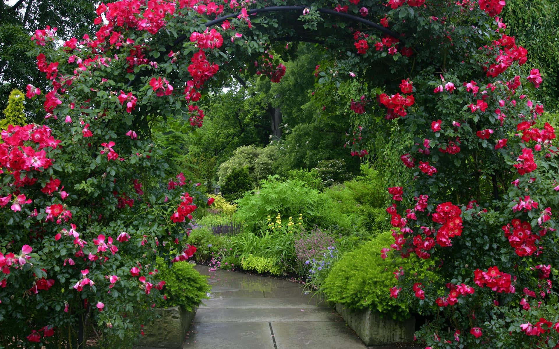 garden photography, stone path, blooming pink roses, Full HD Desktop Wallpaper