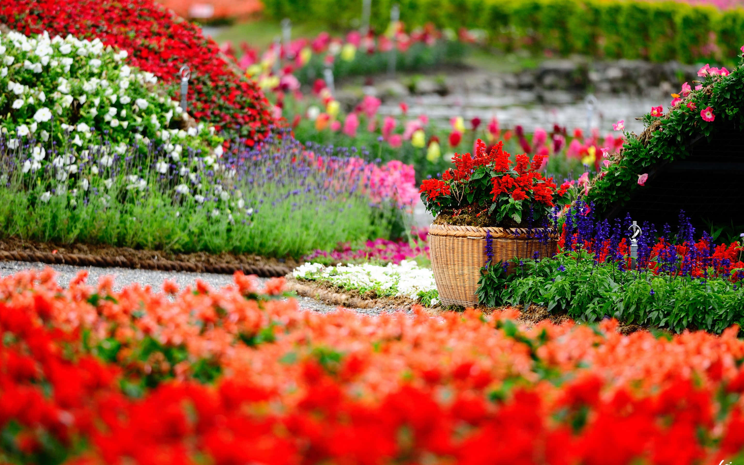 Garden Photography, red, white, 2K Desktop Wallpaper