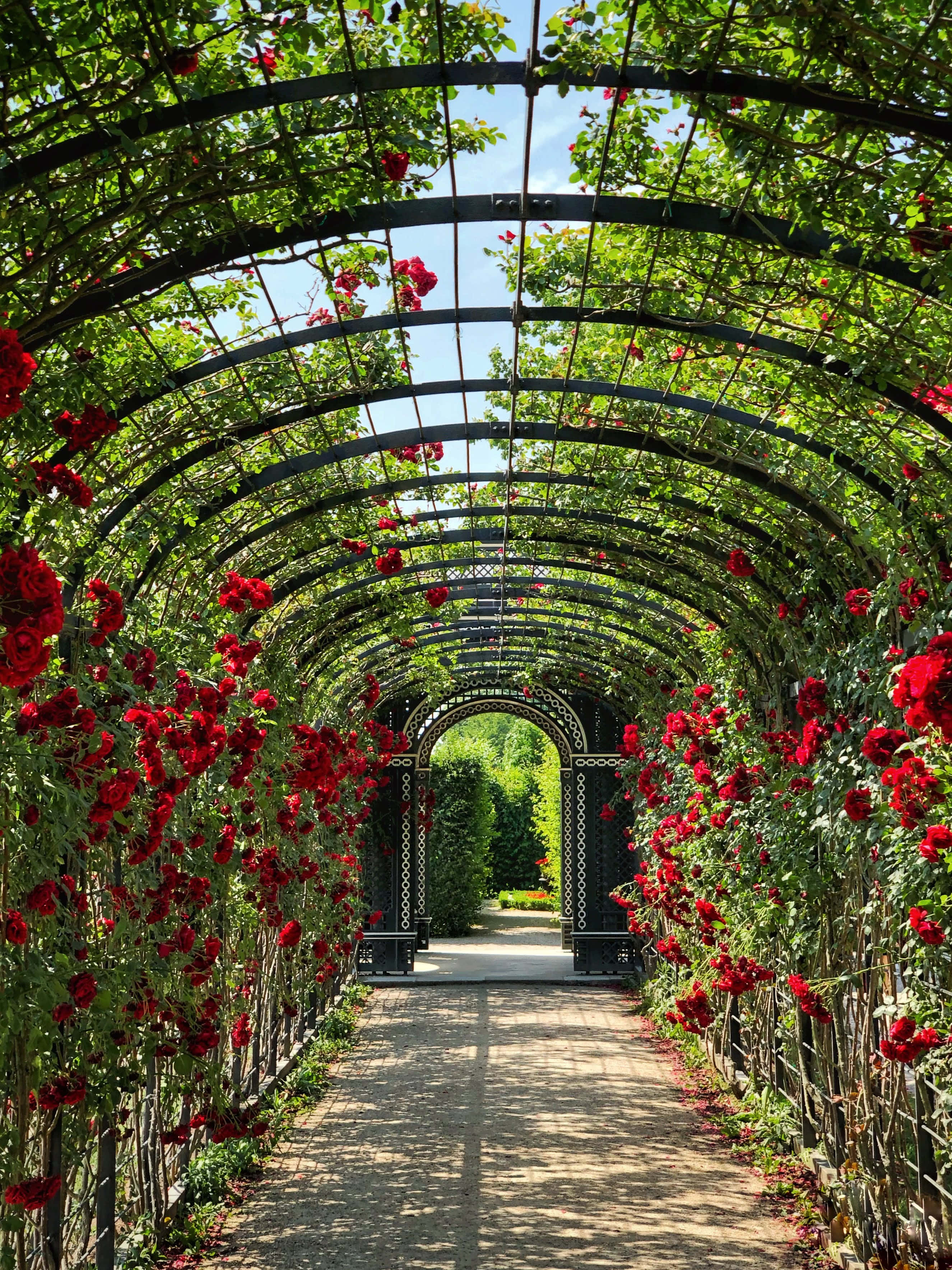 garden arbor, vibrant red roses, lush green vines, 2K Phone Wallpaper