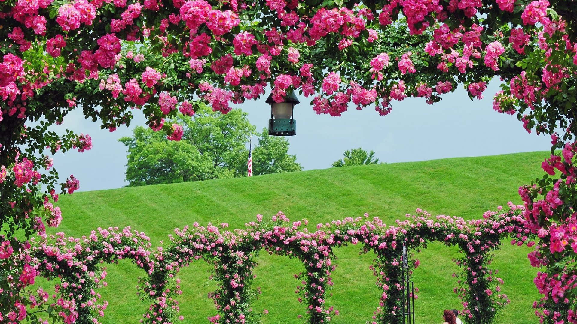 garden arch, vibrant pink roses, lush green hill, Full HD Desktop Wallpaper