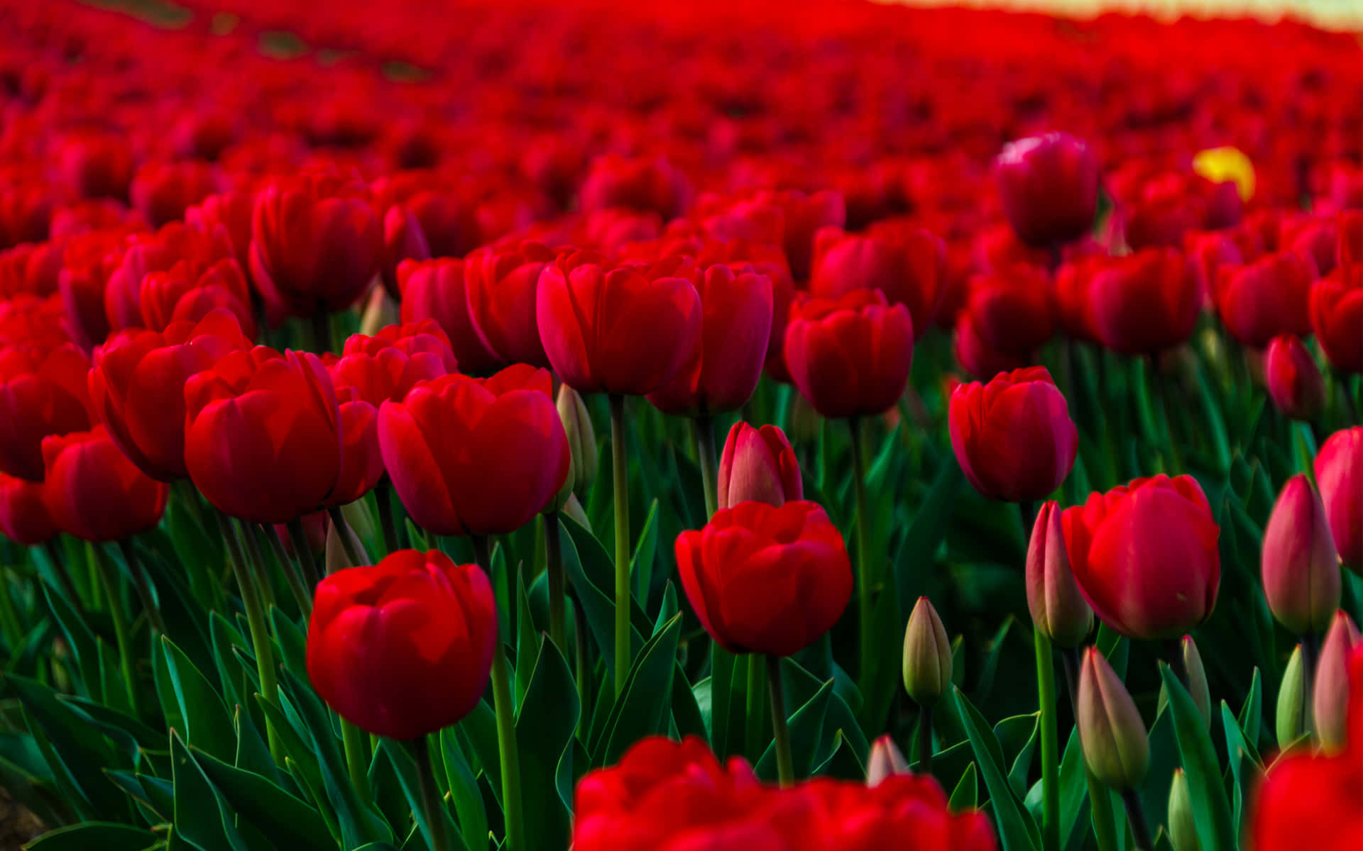 garden photography, red tulips, dense field, Full HD Desktop Wallpaper