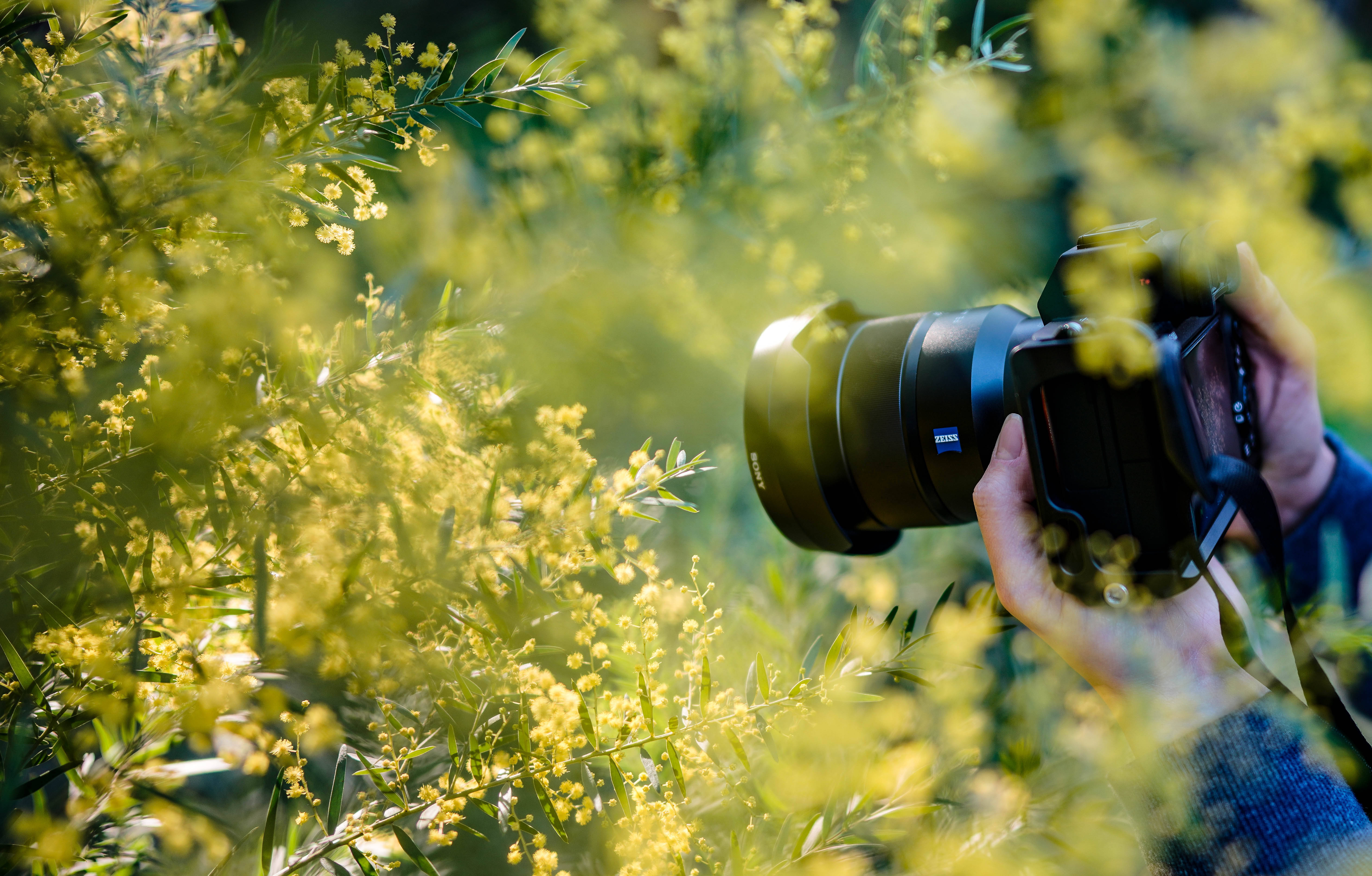DSLR camera, vibrant yellow wattle bloom, soft sunlight, 5K Desktop Wallpaper