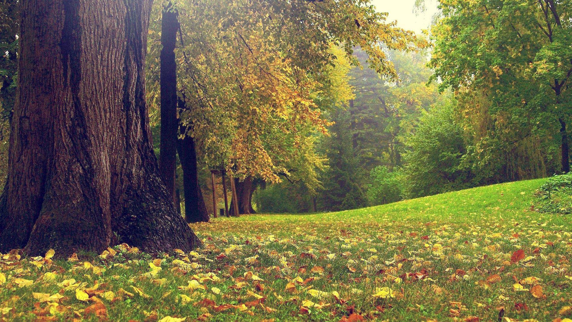 autumn park, massive tree trunk, golden leaves, Full HD Desktop Wallpaper