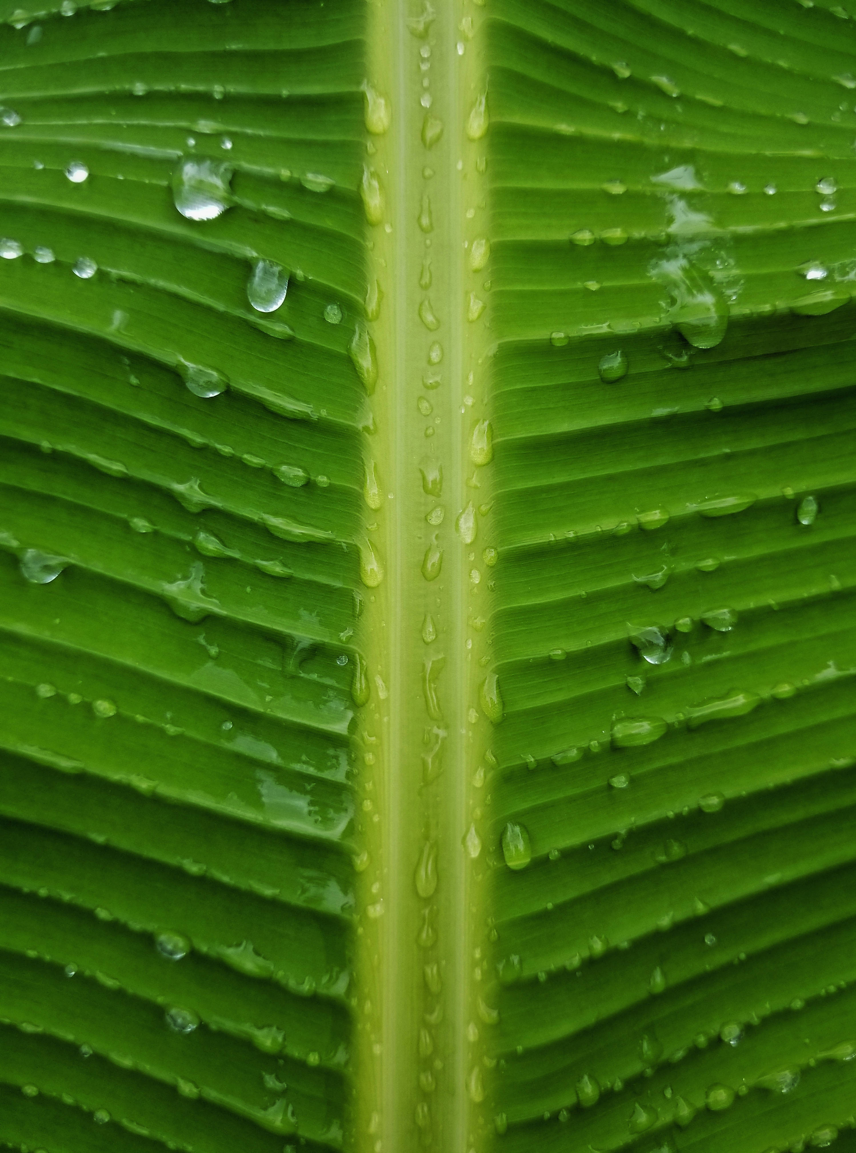 banana leaf, water droplets, central vein, 4K Phone Wallpaper