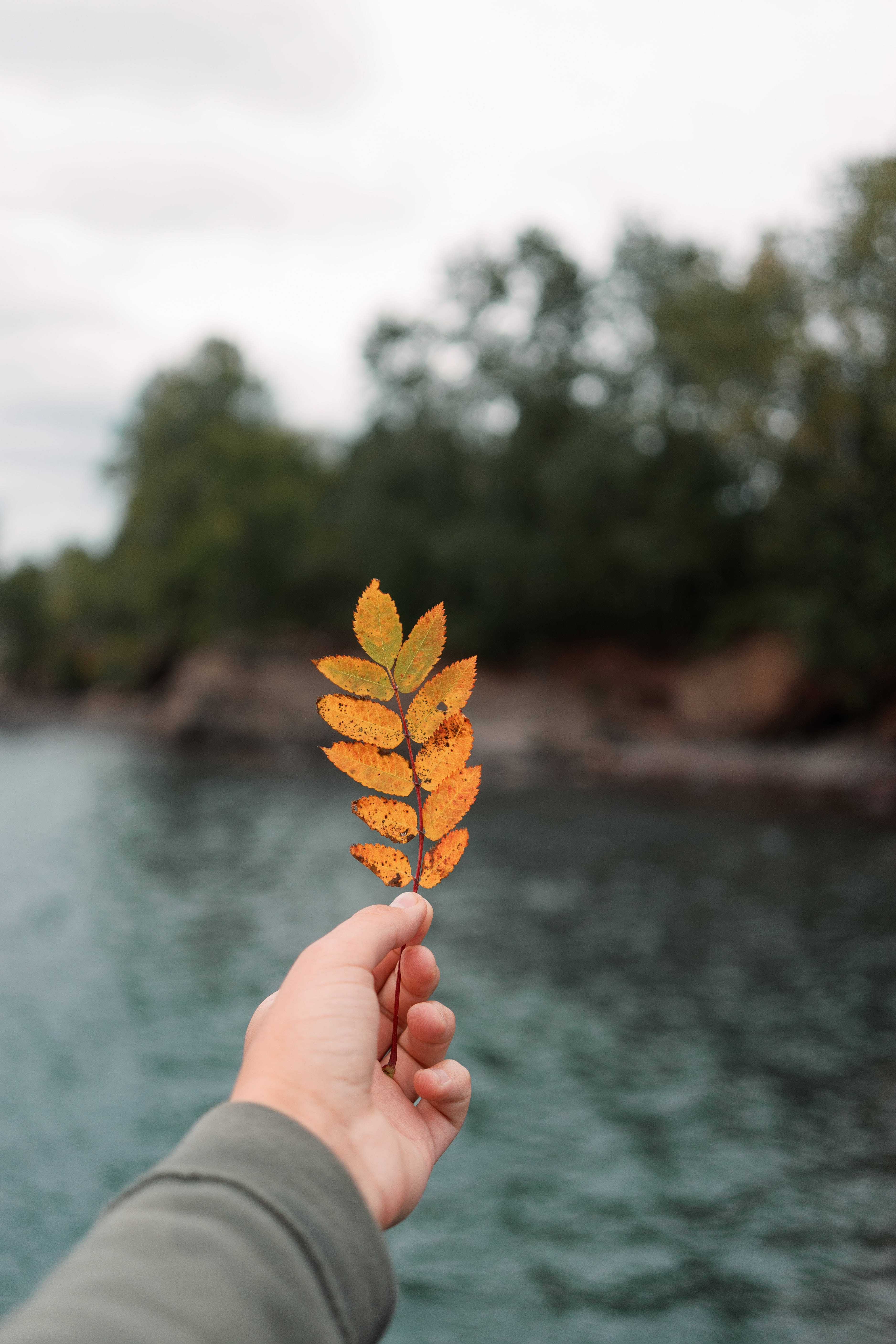autumn leaf, vibrant orange, blurred backdrop, 5K Phone Wallpaper