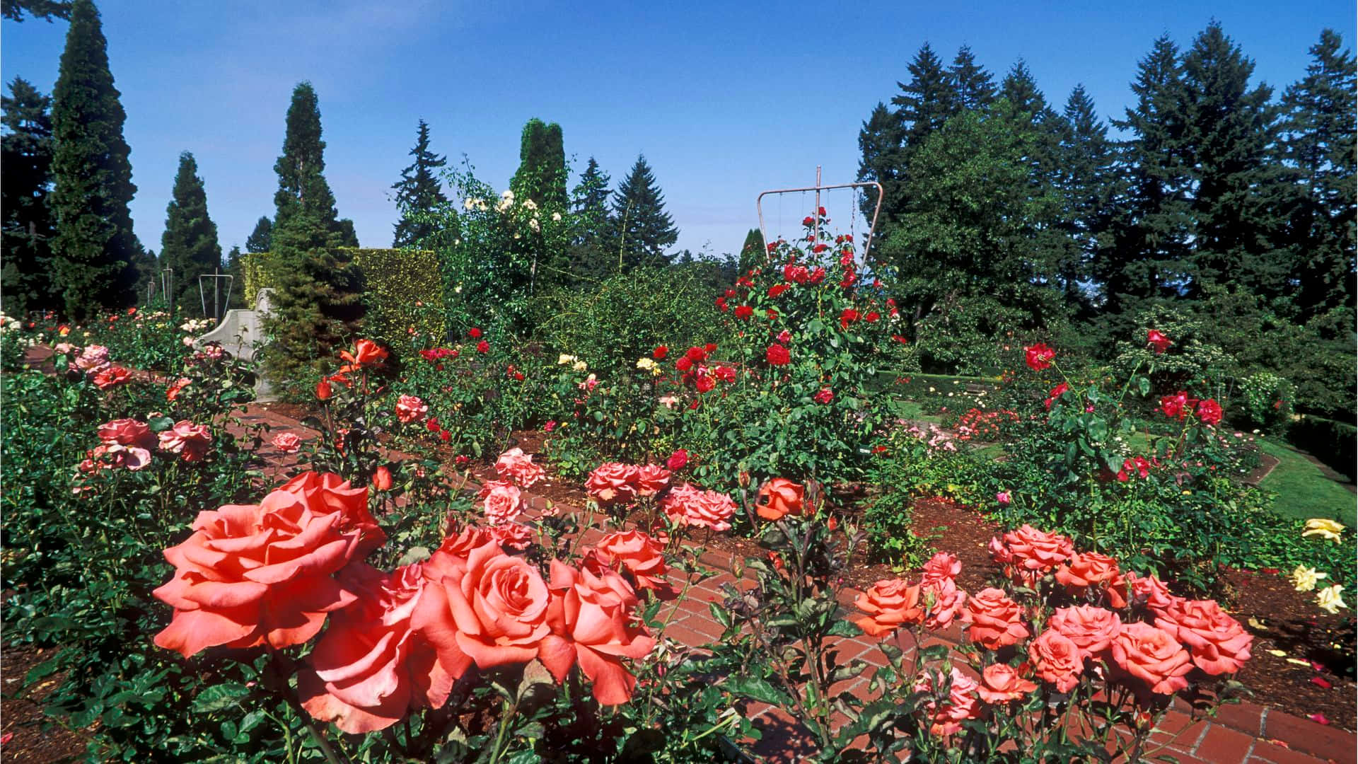 garden pathway, vibrant coral roses, brick paths, Full HD Desktop Wallpaper
