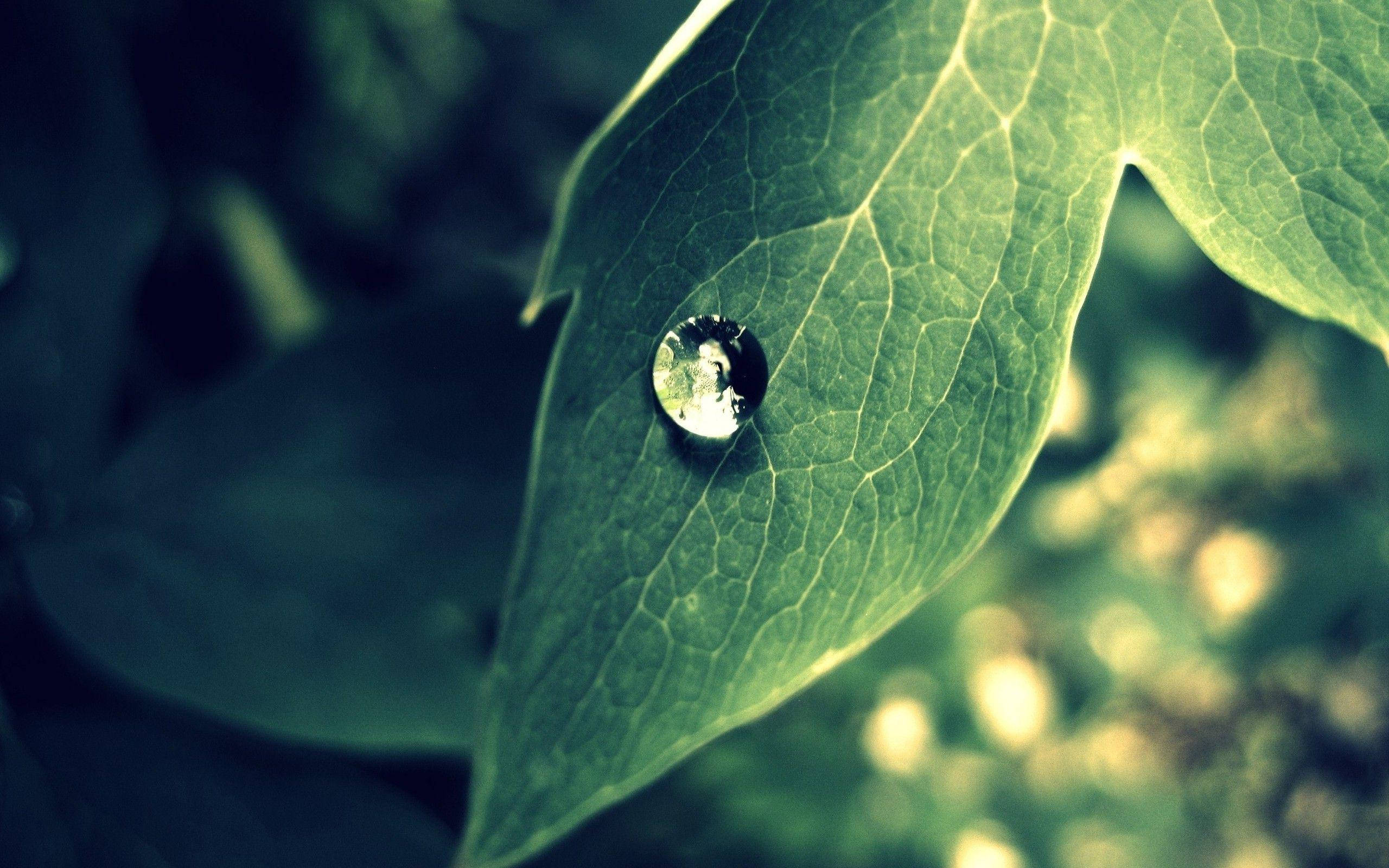dewdrop, vibrant green leaf, blurred world, 2K Desktop Wallpaper