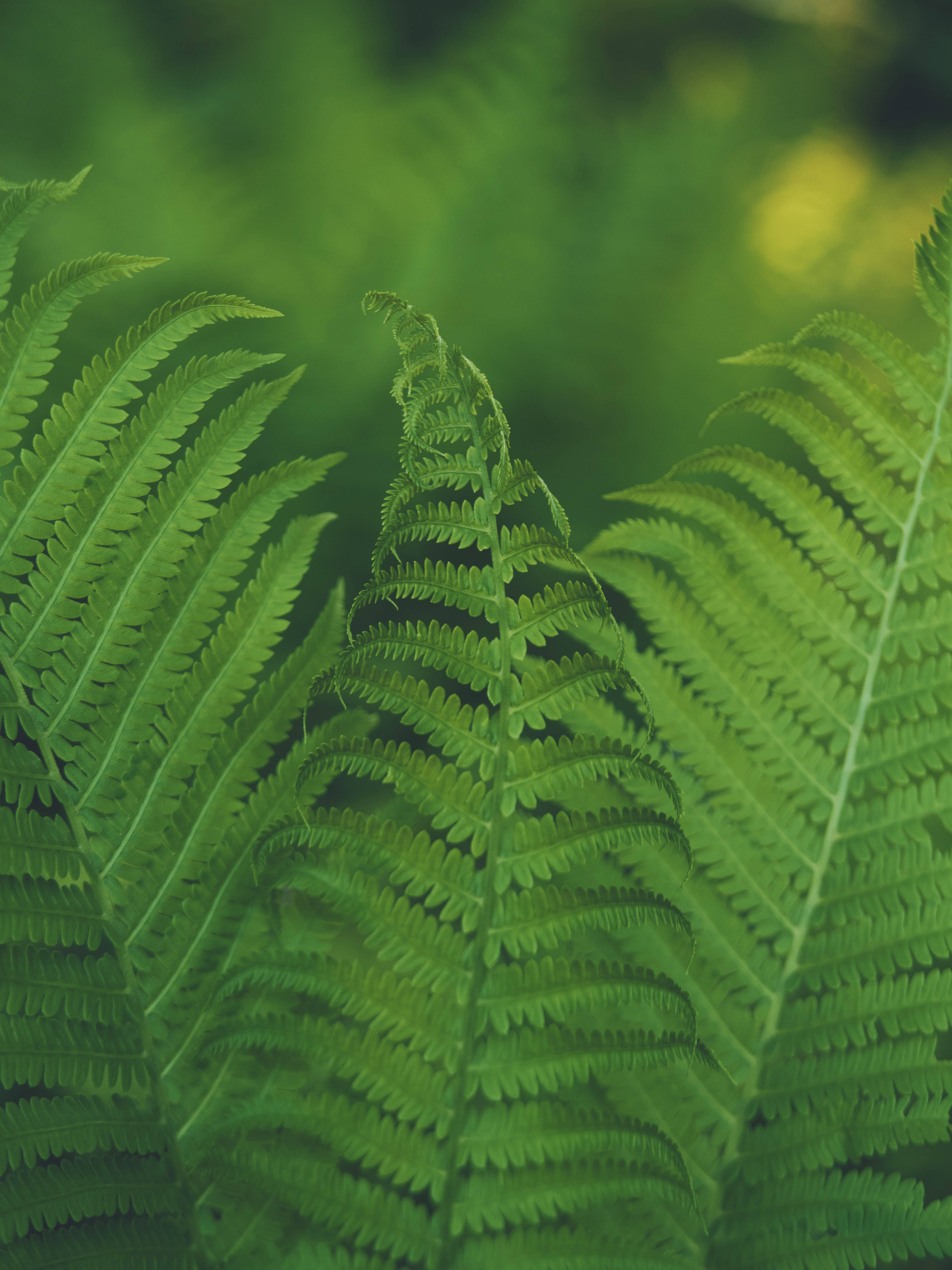 ferns, vibrant green, delicate serrated edges, 5K Phone Wallpaper
