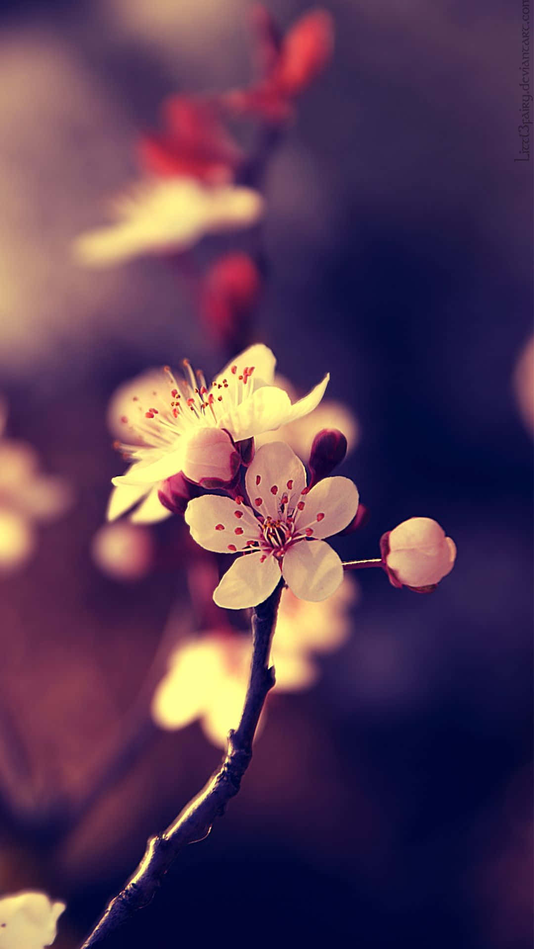 soft white cherry blossoms, pink stamens, dark branch, Full HD Phone Wallpaper