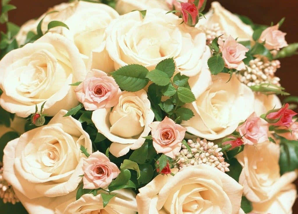 creamy white roses, soft pink roses, green leaves, SD Desktop Wallpaper