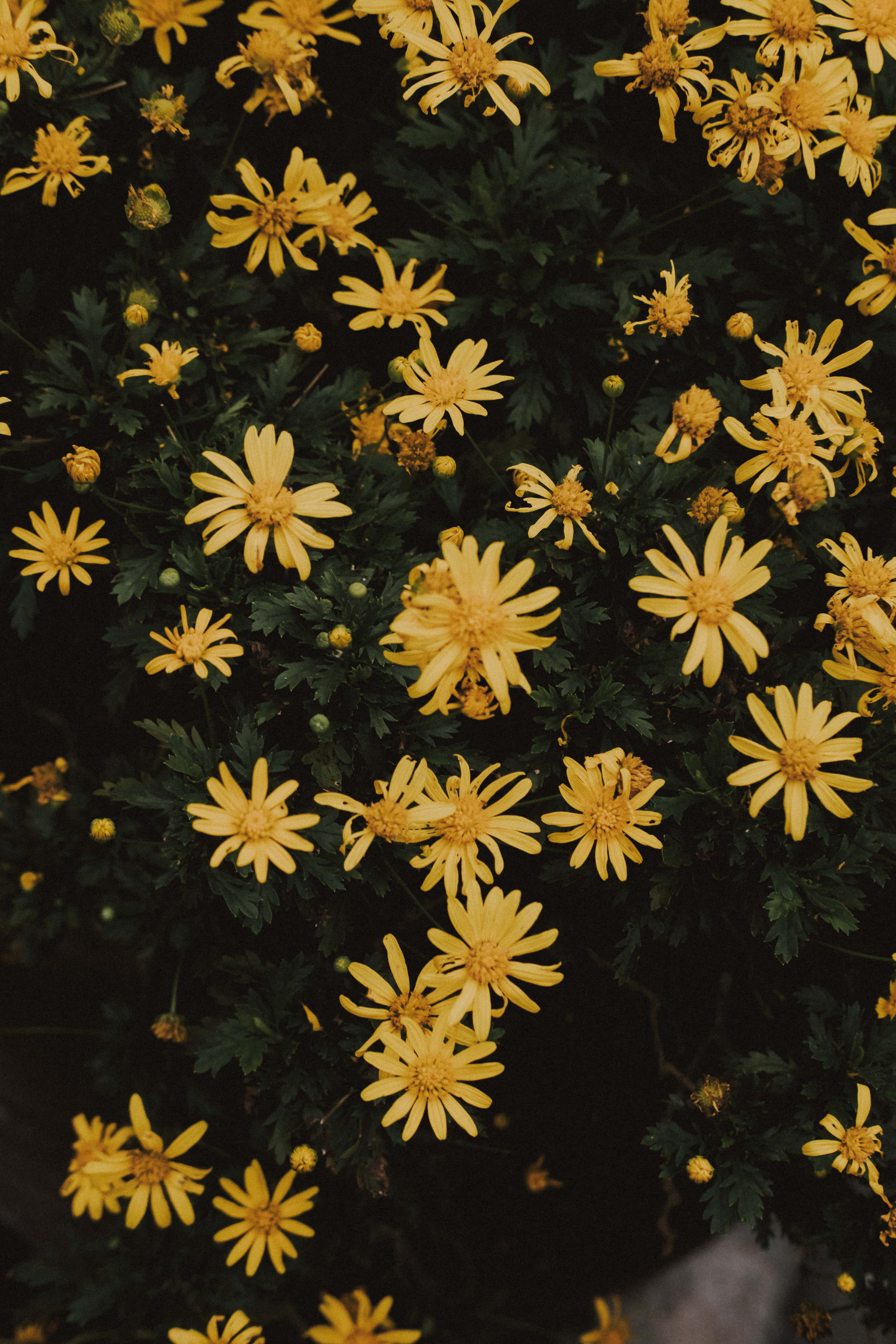 yellow aesthetic phone, daisies, deep green foliage, 4K Phone Wallpaper