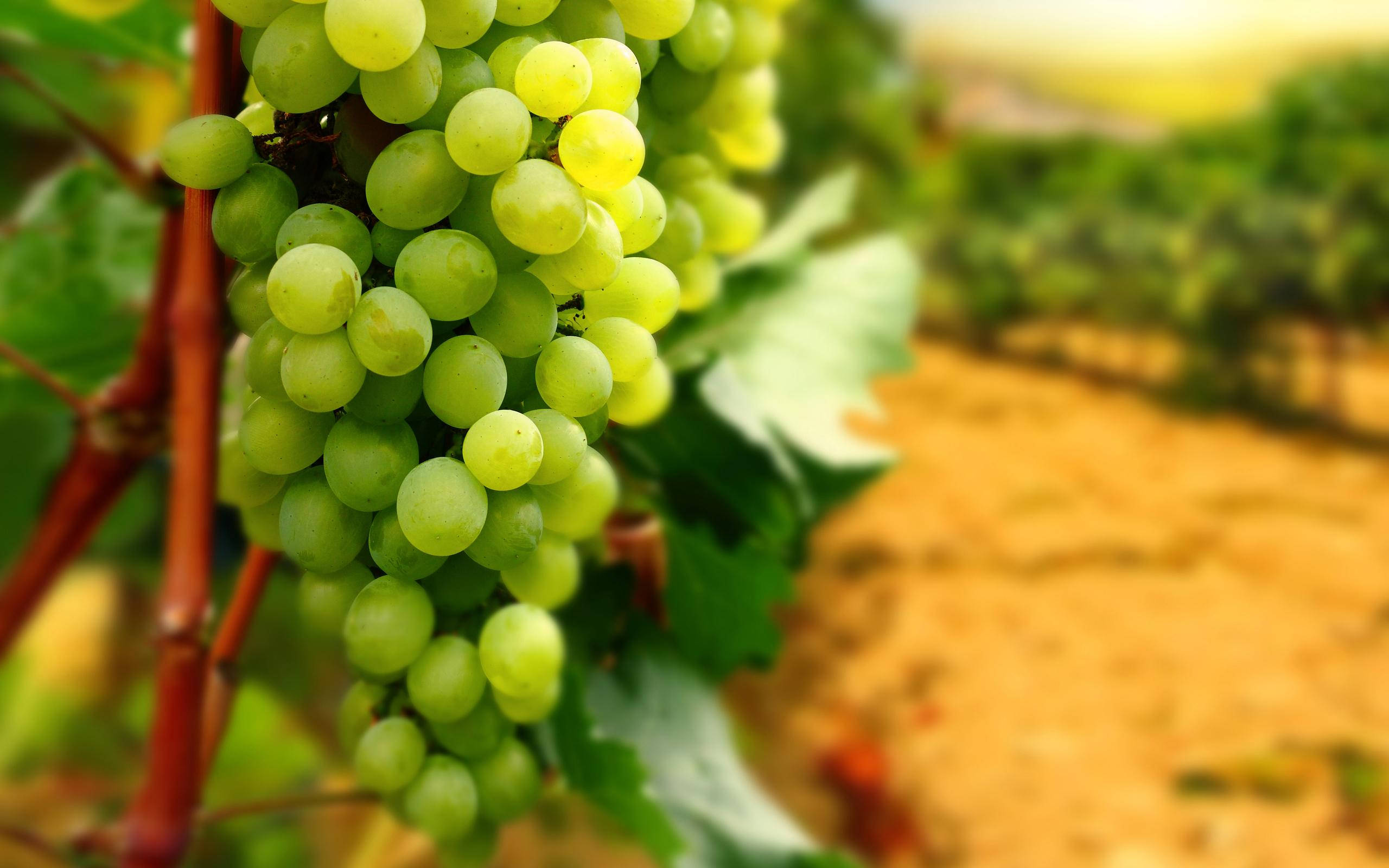 unripe Dominga green grapes, sunlit cluster, vine, 2K Desktop Wallpaper