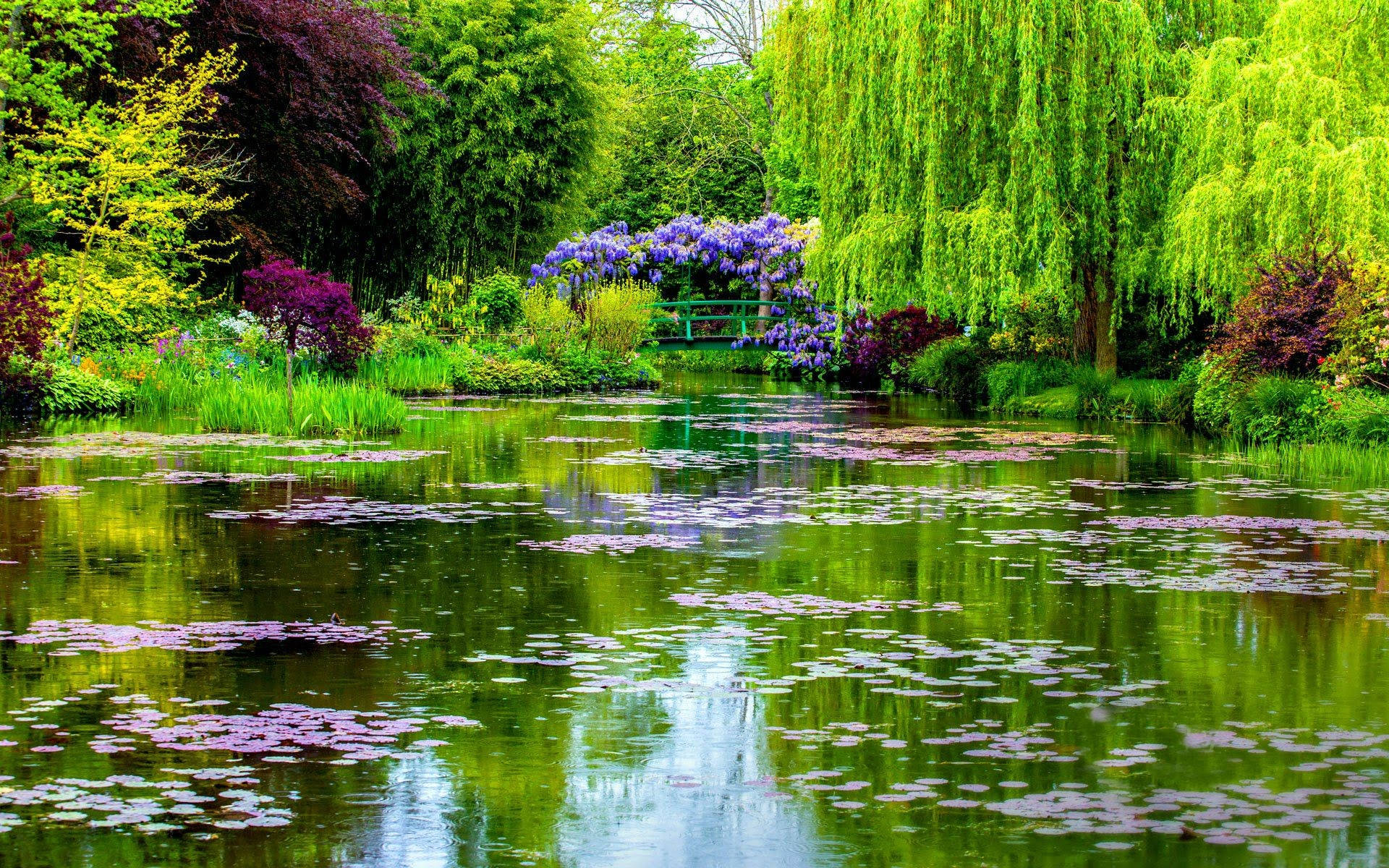 flower garden, beautiful pond, purple water lilies, Full HD Desktop Wallpaper