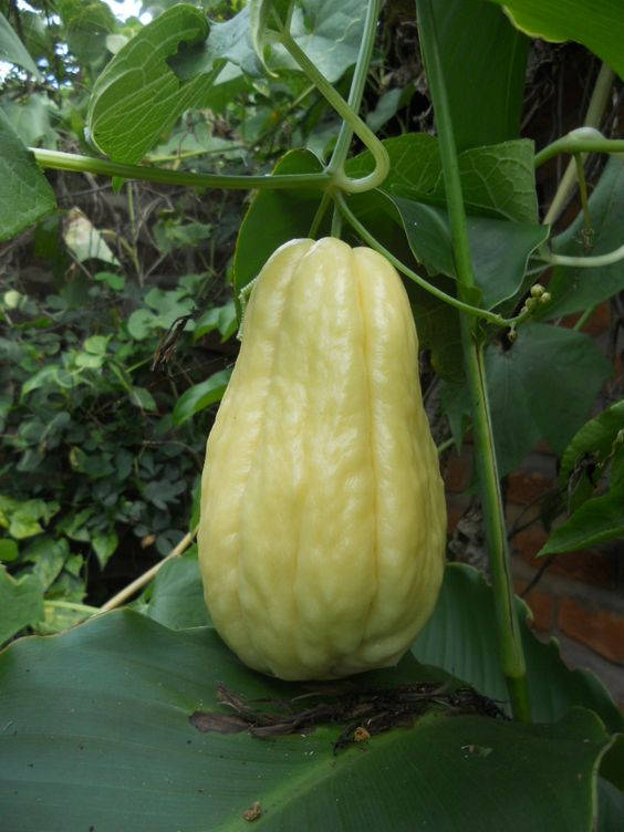 chayote squash, vine, lush green leaves, SD Phone Wallpaper