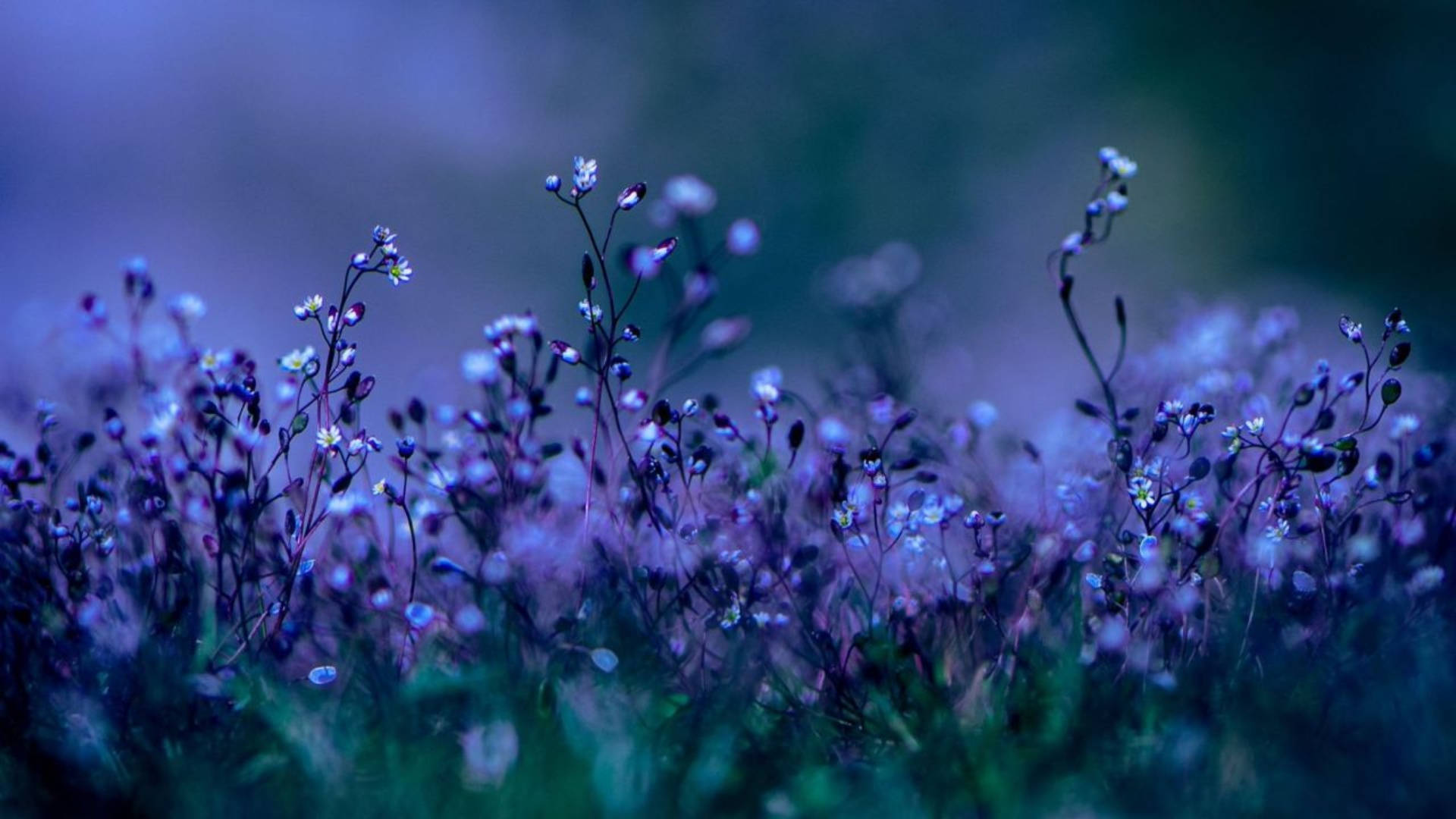 purple flower, desktop background, twilight meadow, Full HD Desktop Wallpaper