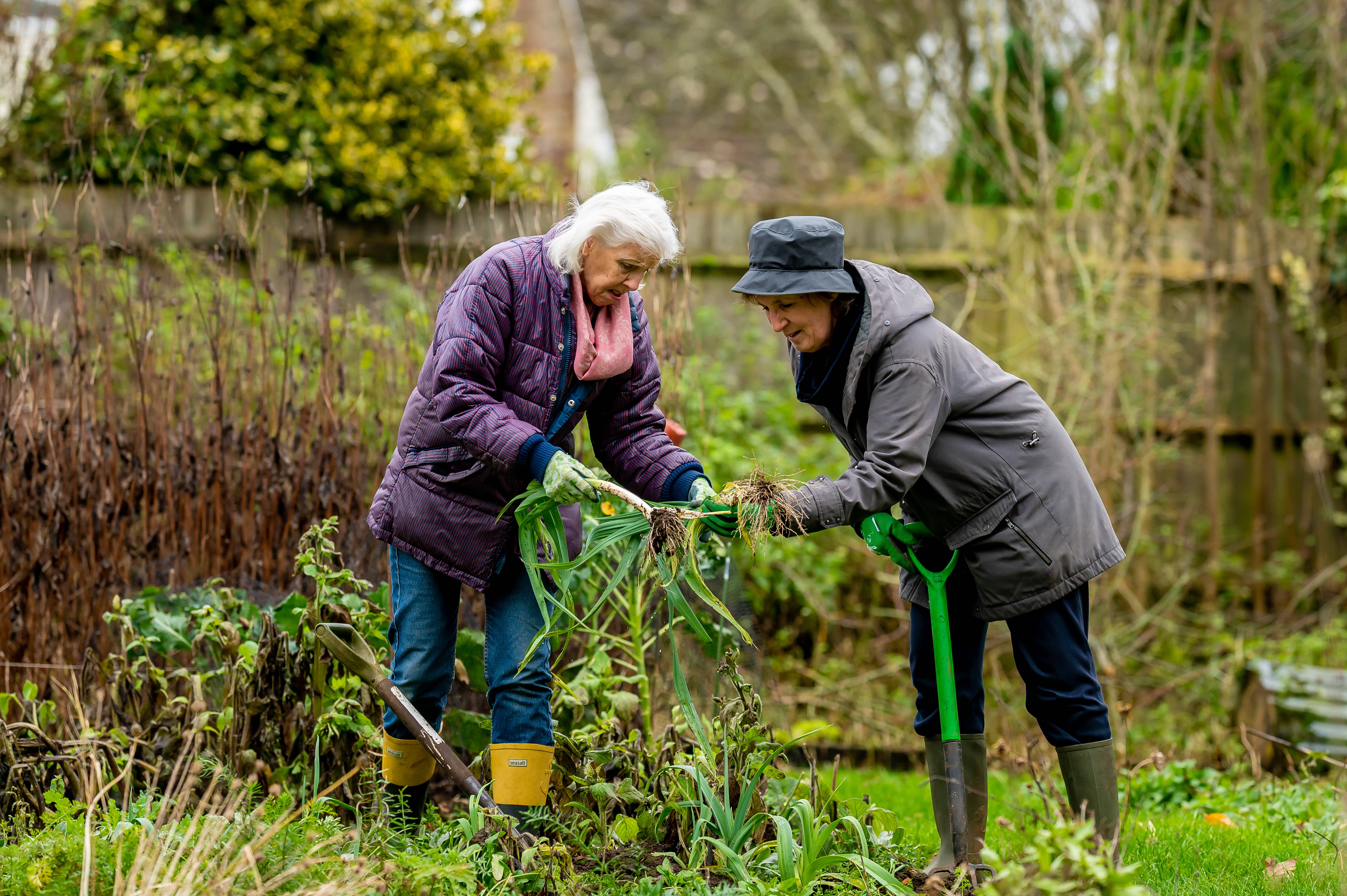 Grandmothers, garden bed, overcast skies, 5K Desktop Wallpaper