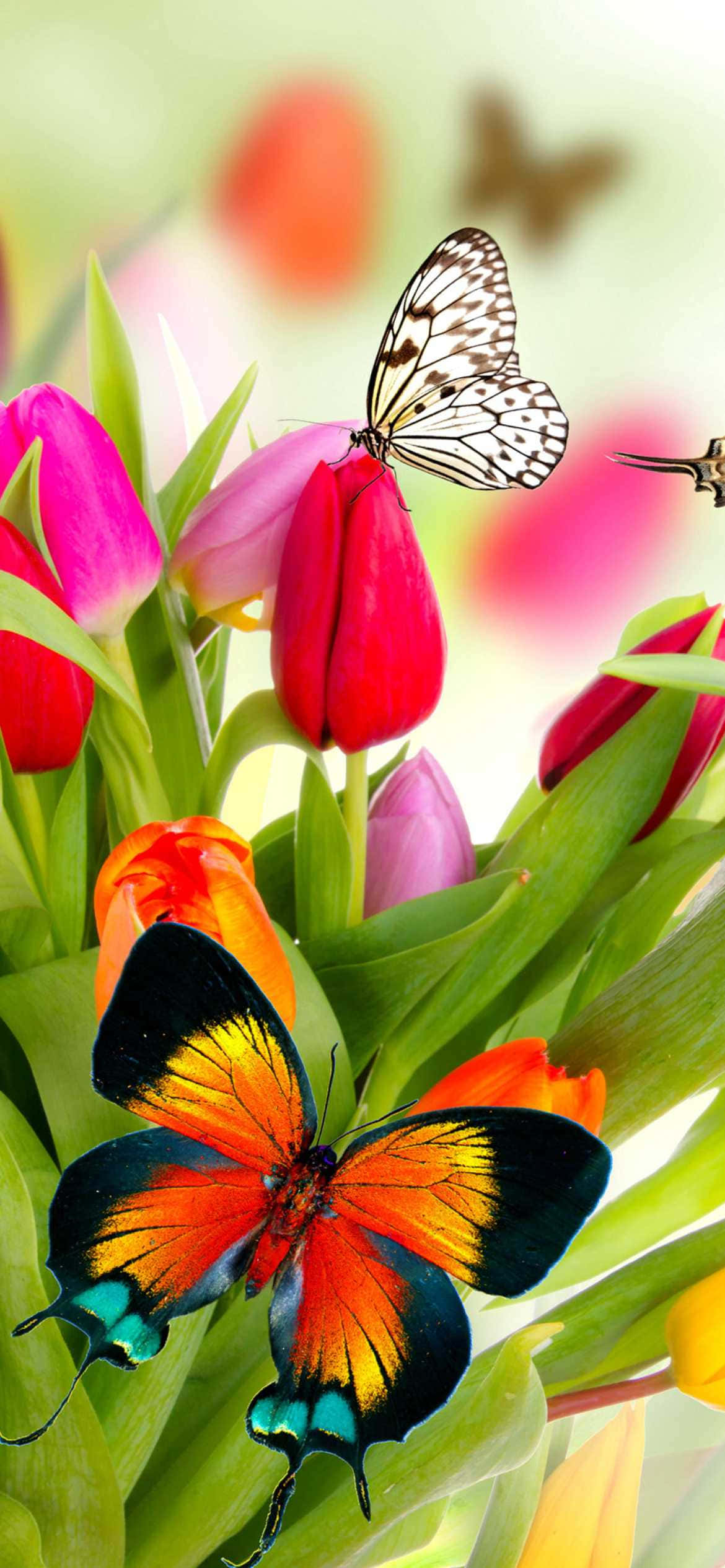 flowers and butterflies, tulips, orange blue and black wings, Full HD Phone Wallpaper