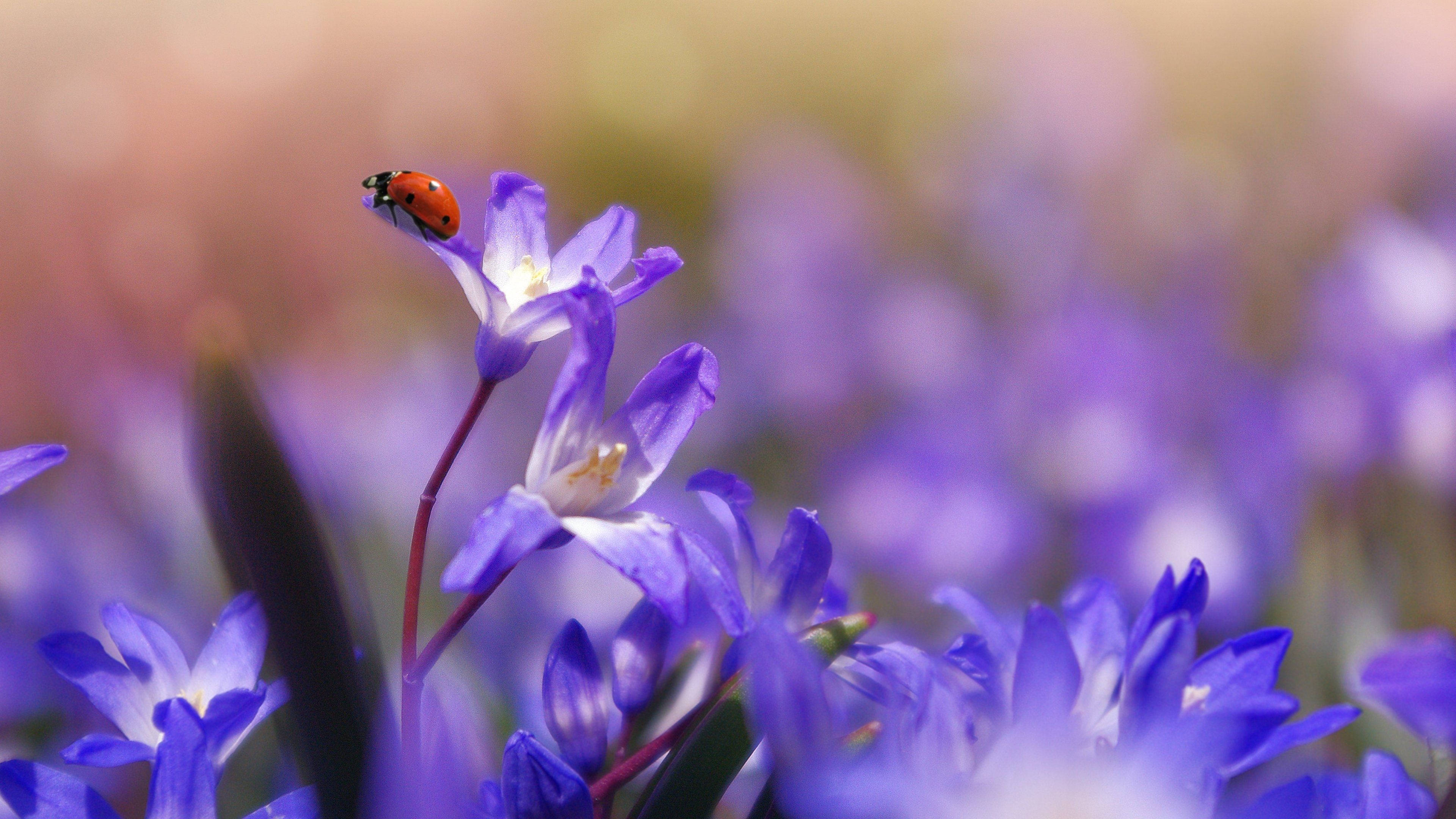 purple flowers, ladybug, macro shot, 4K Desktop Wallpaper