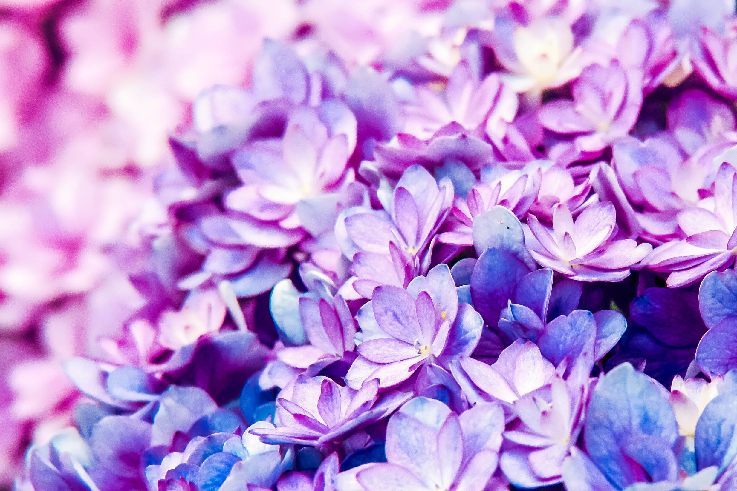 purple flower desktop, vibrant purple hydrangea blossoms, pink hydrangea blossoms, Full HD Desktop Wallpaper