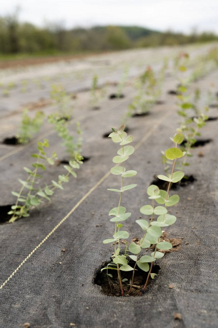 eucalyptus saplings, black agricultural fabric, neat row, SD Phone Wallpaper