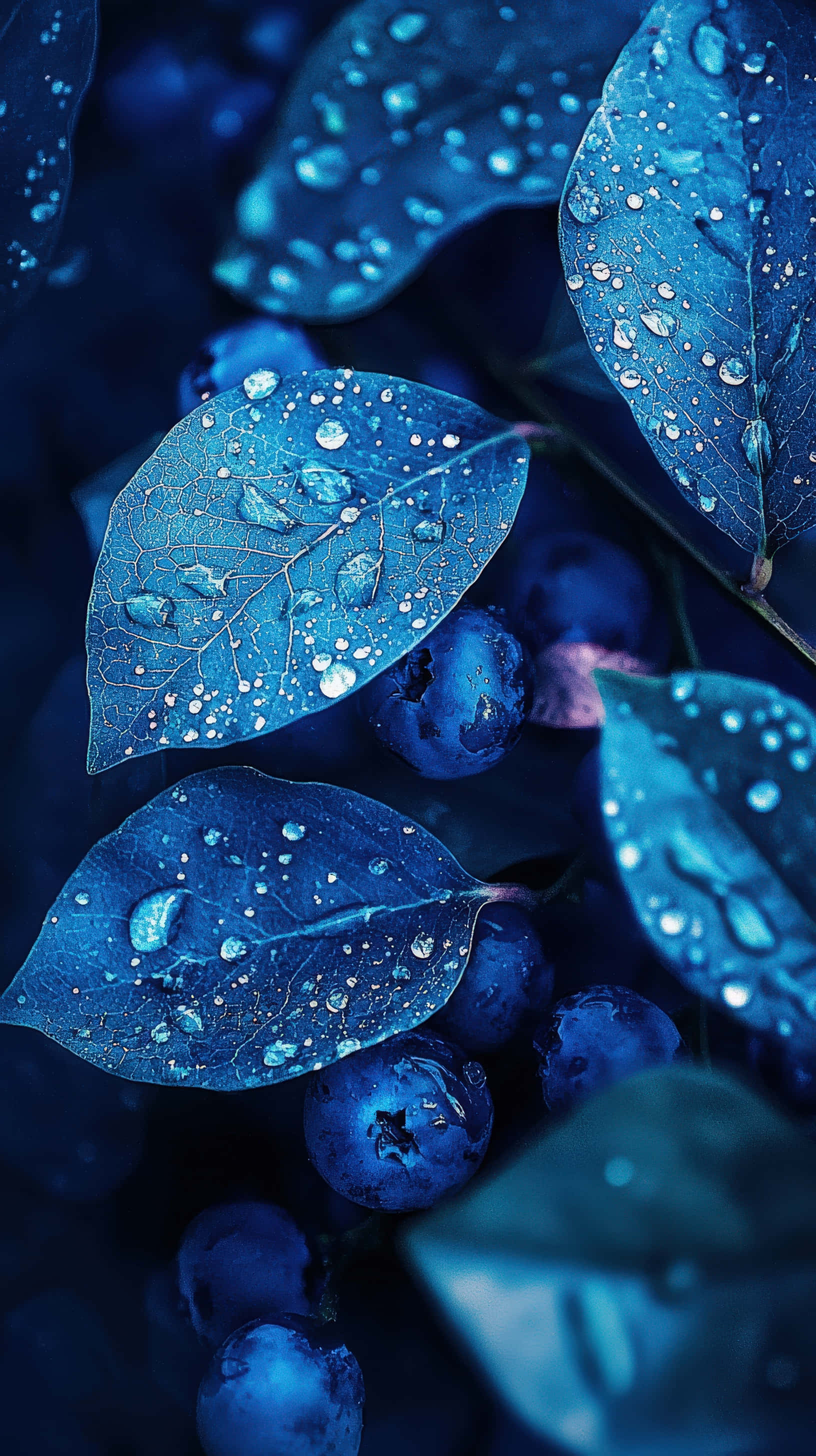 blueberry leaves, dewdrops, soft dreamy glow, 2K Phone Wallpaper