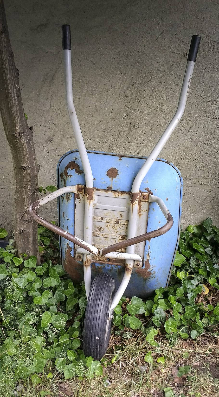 Gardener, rusty blue wheelbarrow, ivy, HD Phone Wallpaper