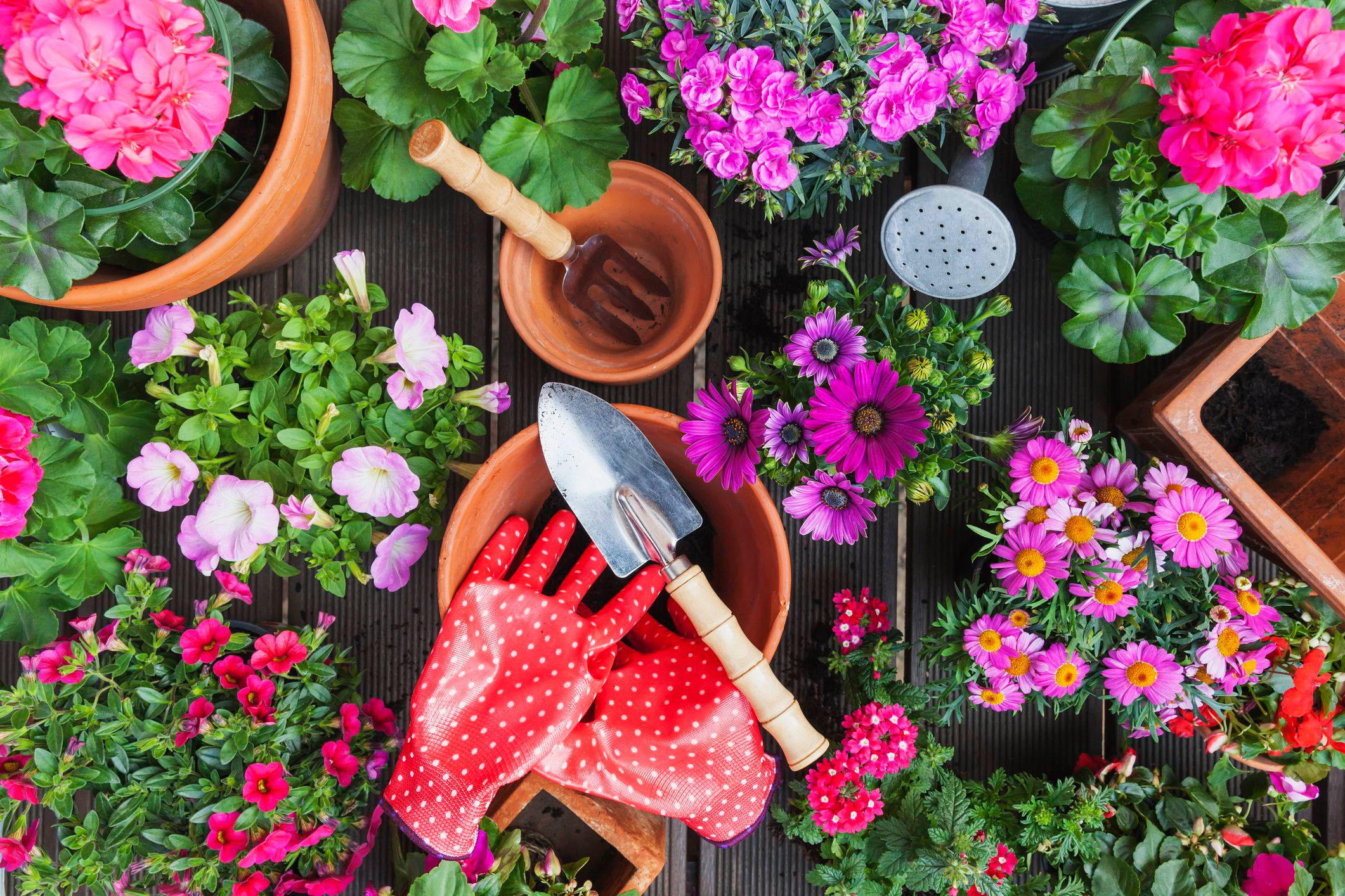 vibrant pink and purple flowers, terracotta pots, gardening tools, Full HD Desktop Wallpaper