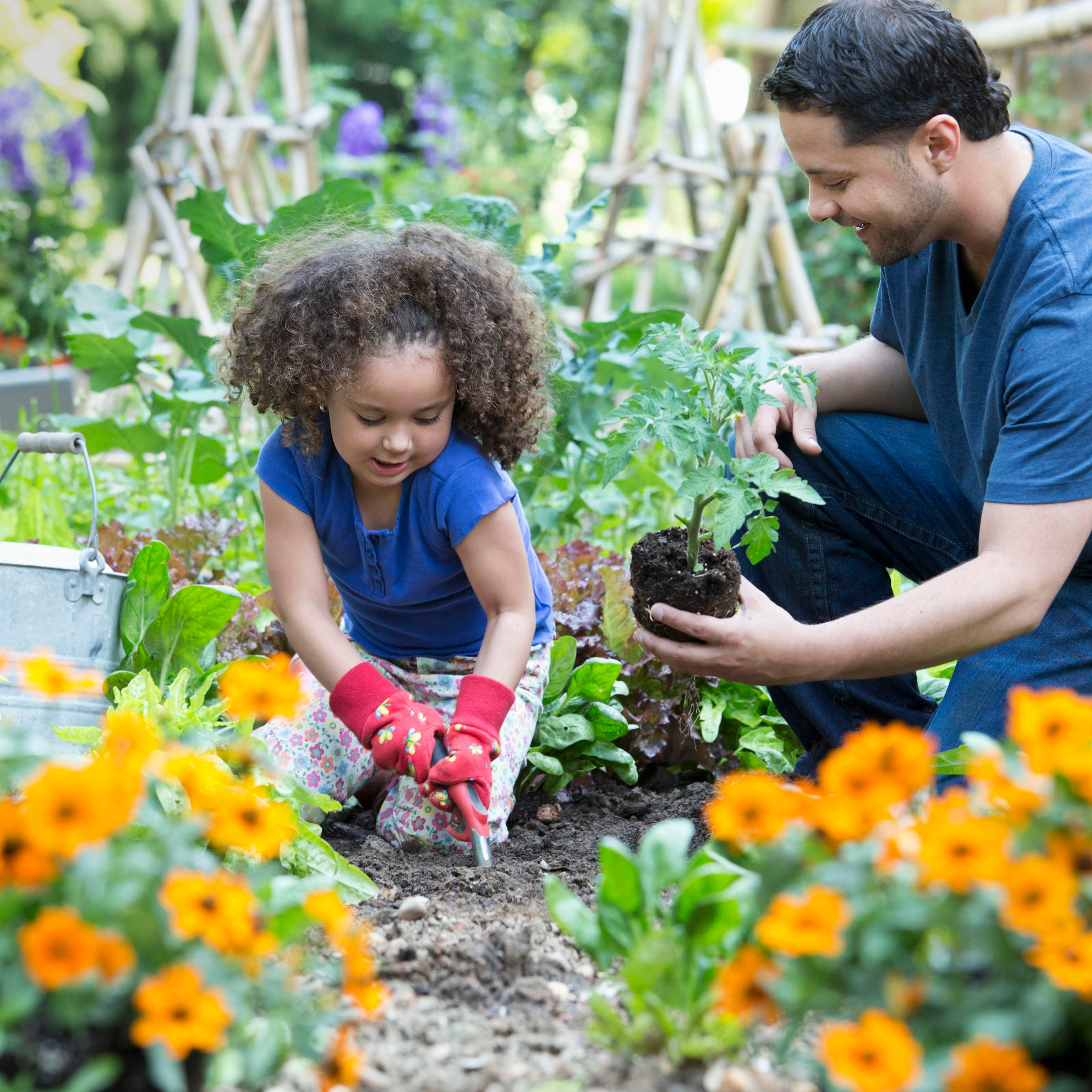 father and daughter, tomato seedling, vibrant garden, 2K Desktop Wallpaper