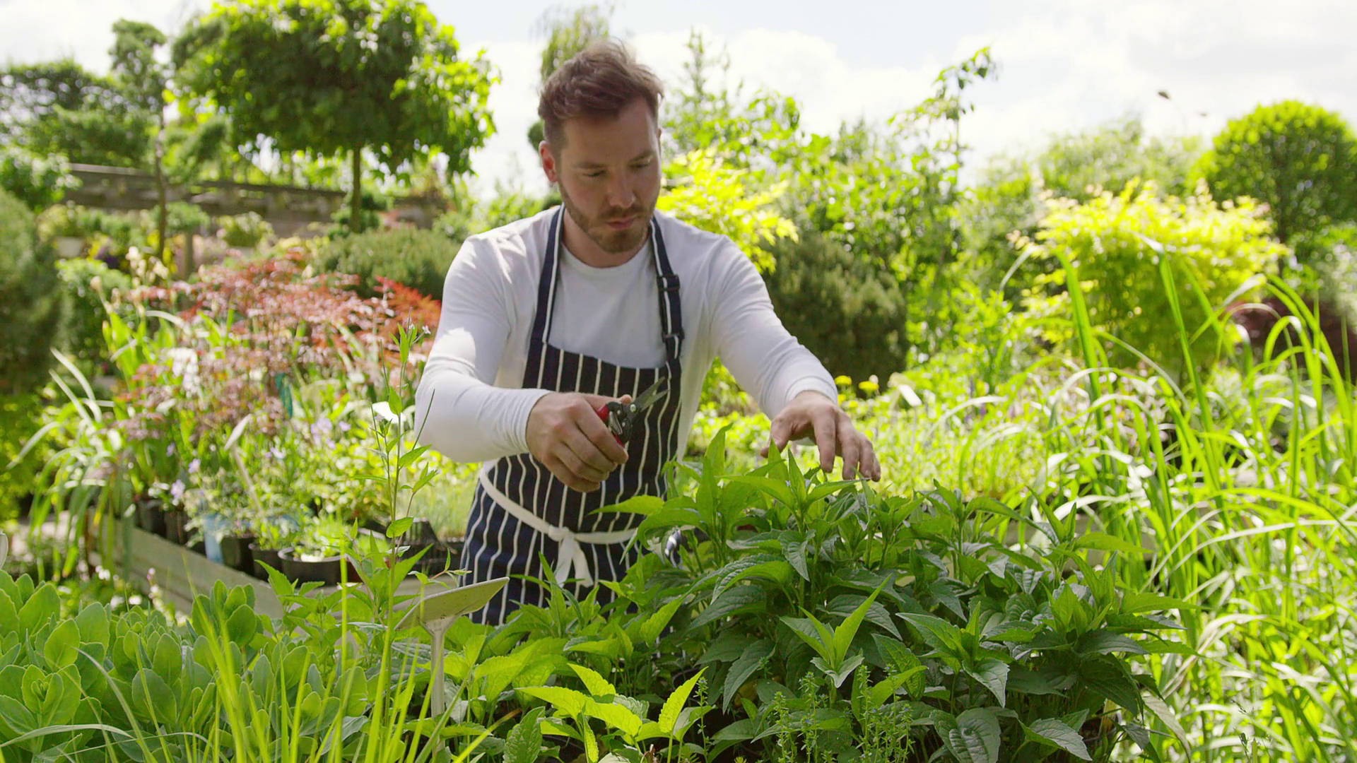 Gardener, striped apron, lush green plants, Full HD Desktop Wallpaper