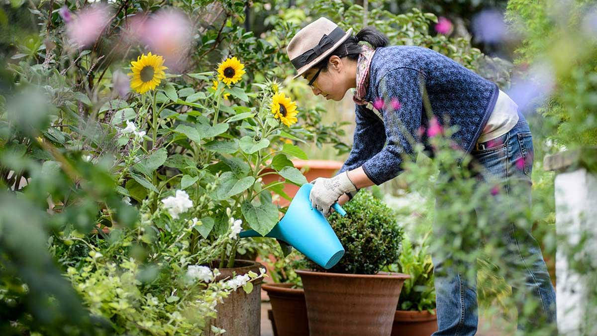 gardening teenager girl, sunflowers, potted plants, SD Desktop Wallpaper