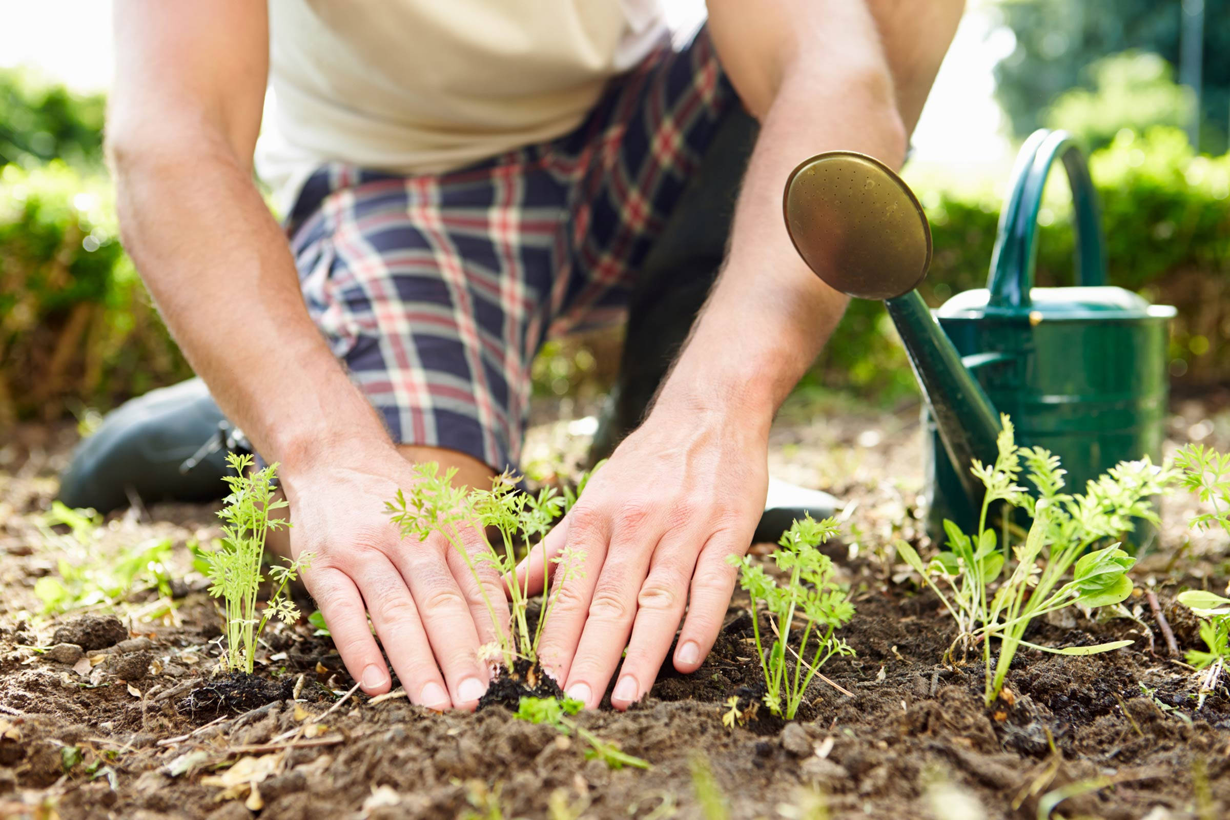 man's hand, young green seedlings, rich soil, Full HD Desktop Wallpaper