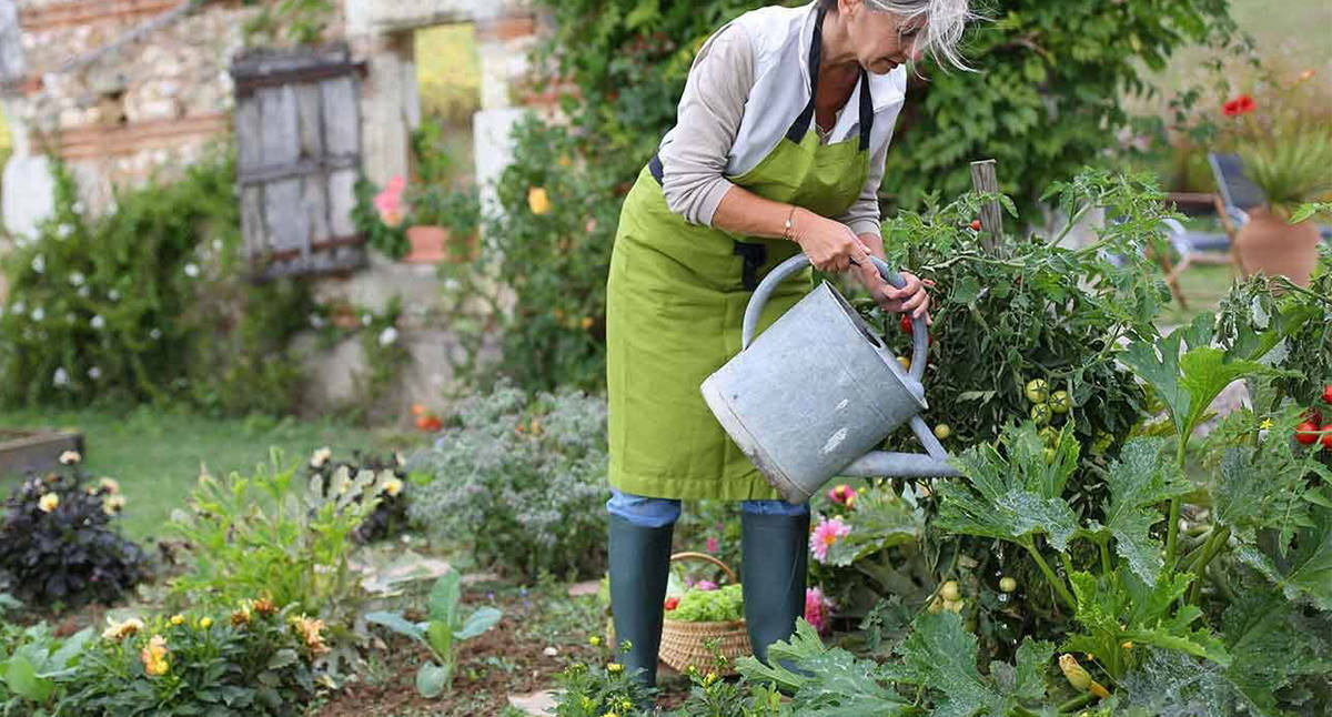 old woman, green apron, lush vegetable plants, SD Desktop Wallpaper