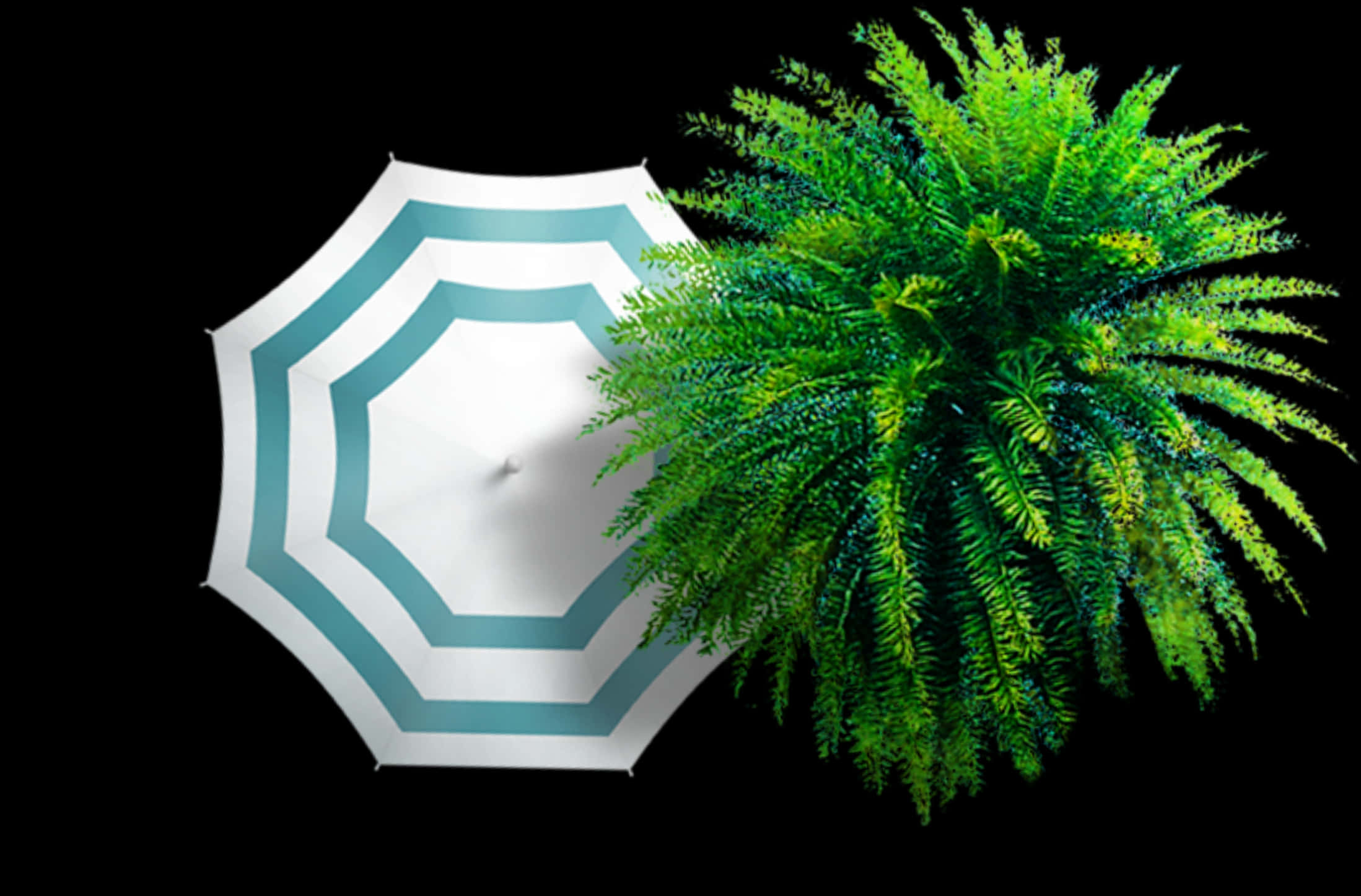 white and teal striped umbrella, lush green fern, stark black background, Full HD Desktop Wallpaper