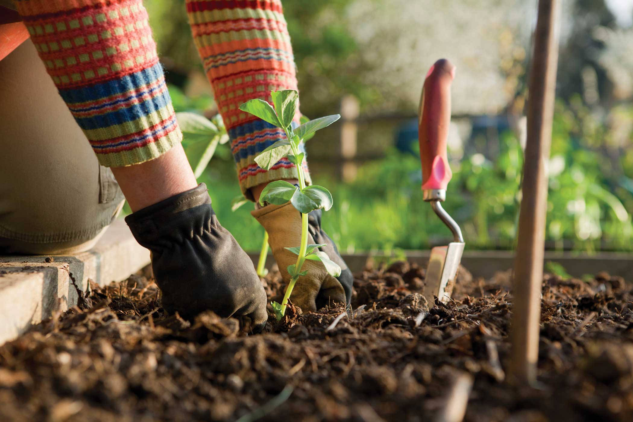 hands in gloves, planting a young green seedling, rich soil, Full HD Desktop Wallpaper