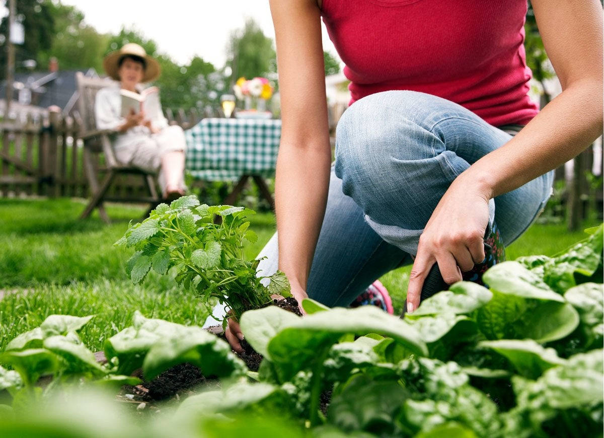 girl, lush green garden, leafy herbs, SD Desktop Wallpaper