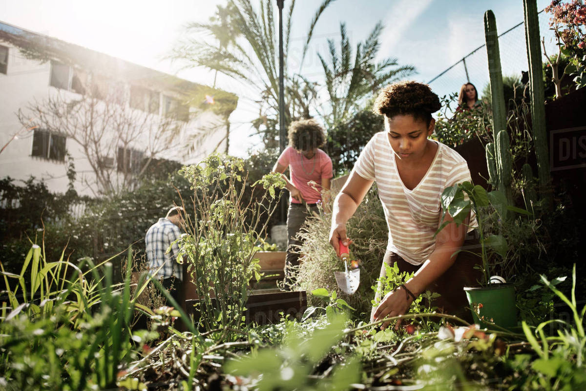 Daytime Community Gardening, lush green plants, sunny urban garden, SD Desktop Wallpaper