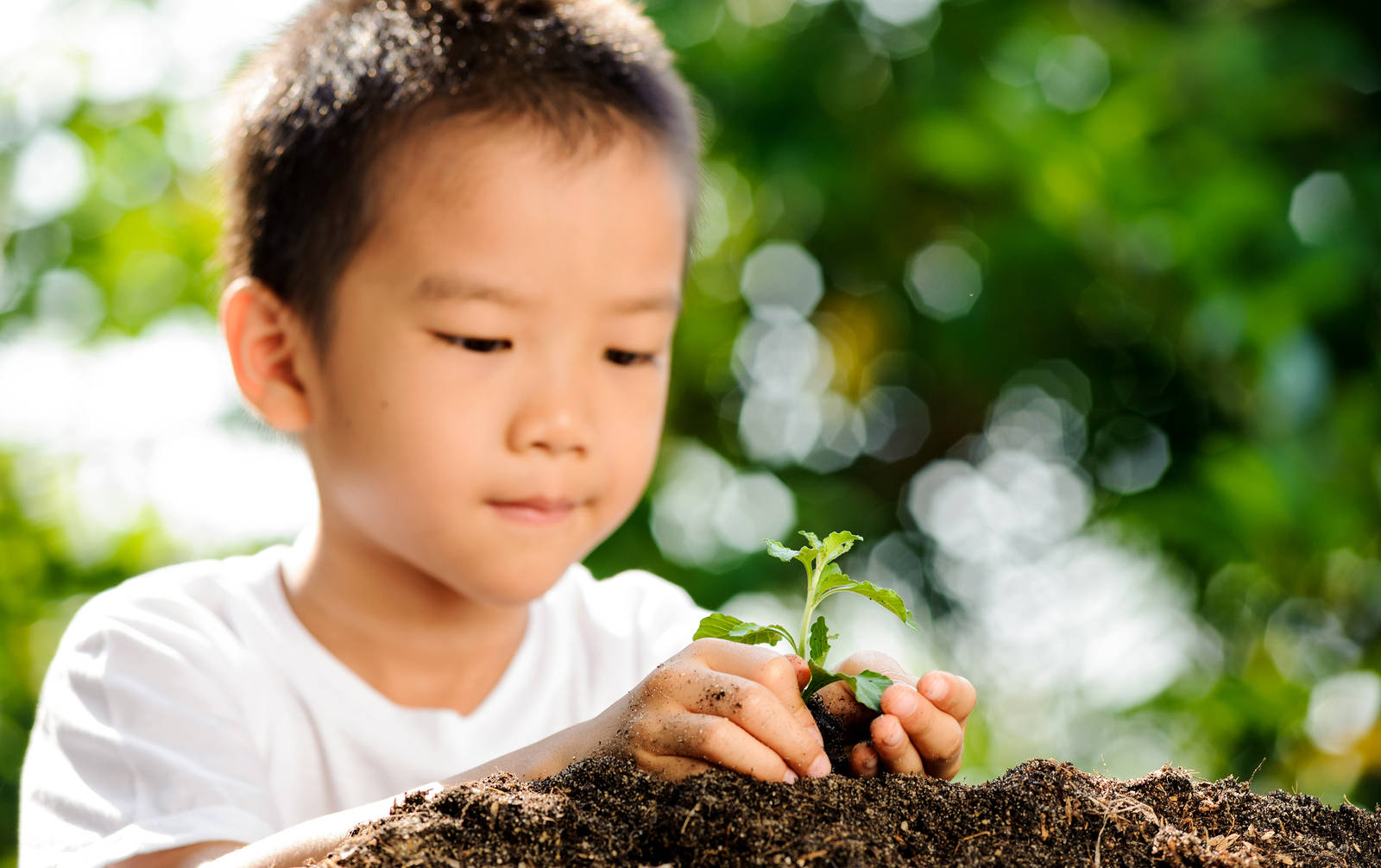 young boy, gardening, small green seedling, HD Desktop Wallpaper