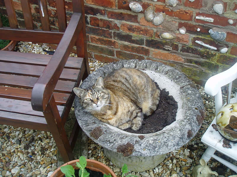 tabby cat, stone planter, soil, SD Desktop Wallpaper