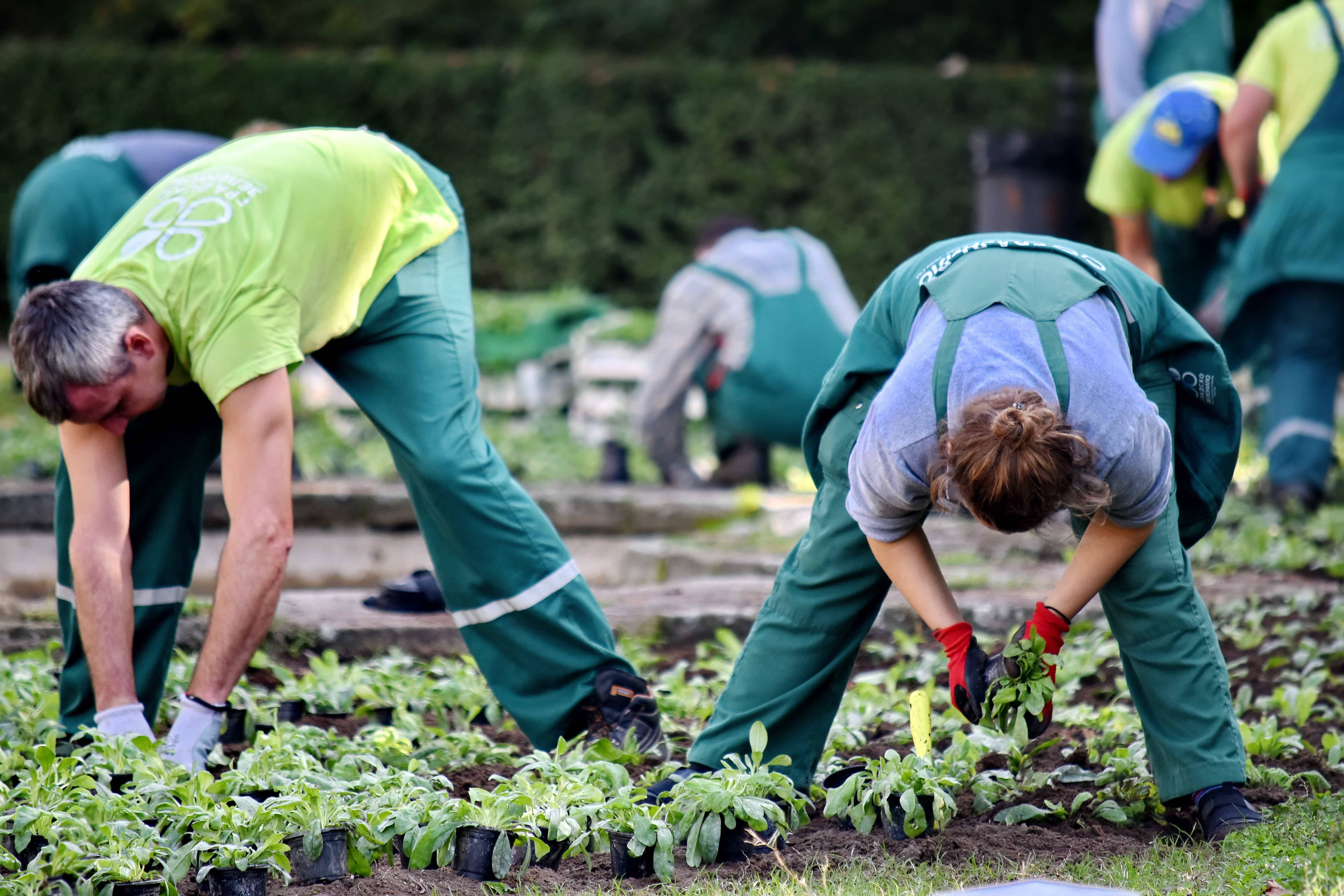 green overalls, seedlings, neat rows, 5K Desktop Wallpaper
