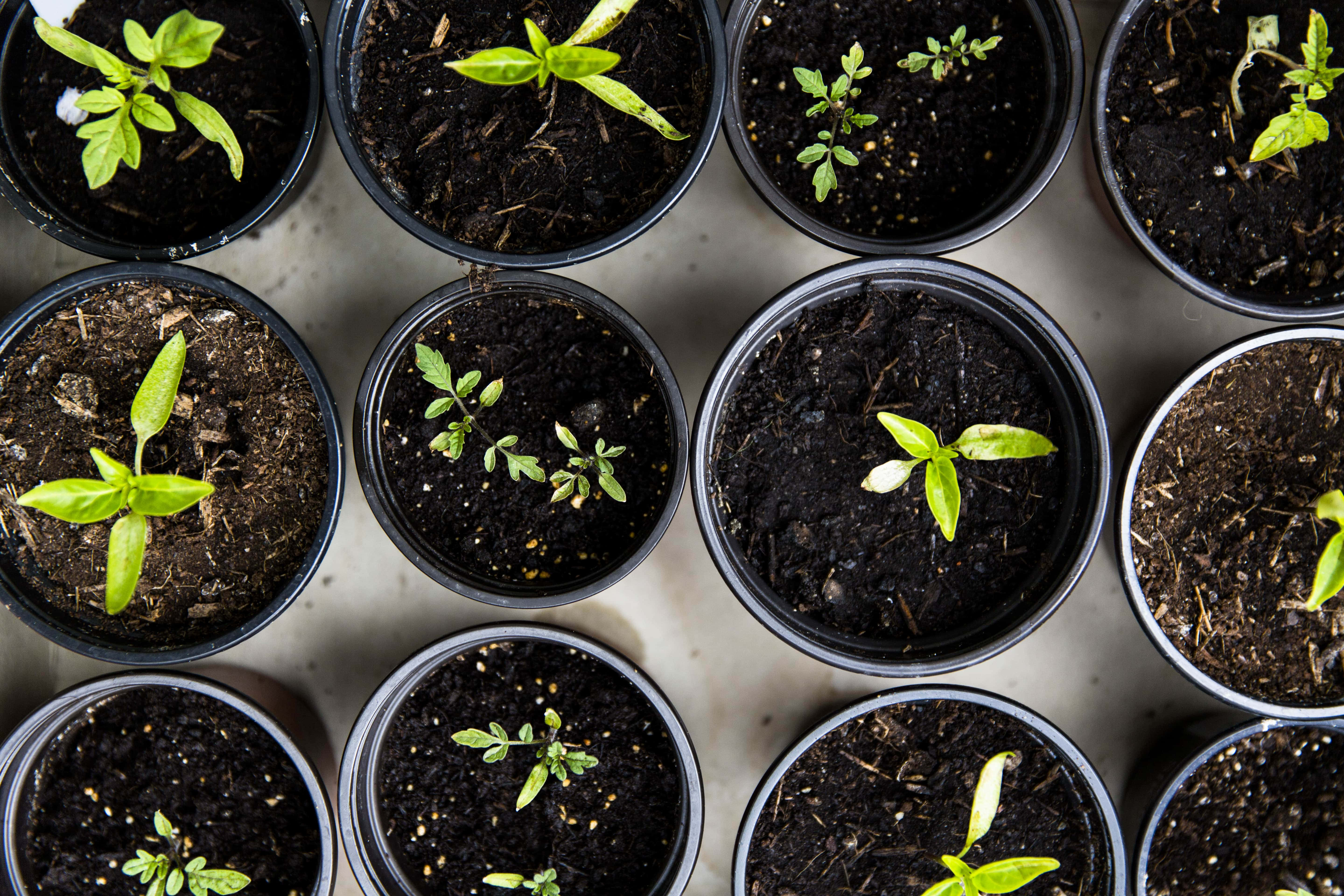 personal hobby potted plants, top-down view, young green seedlings, 5K Desktop Wallpaper
